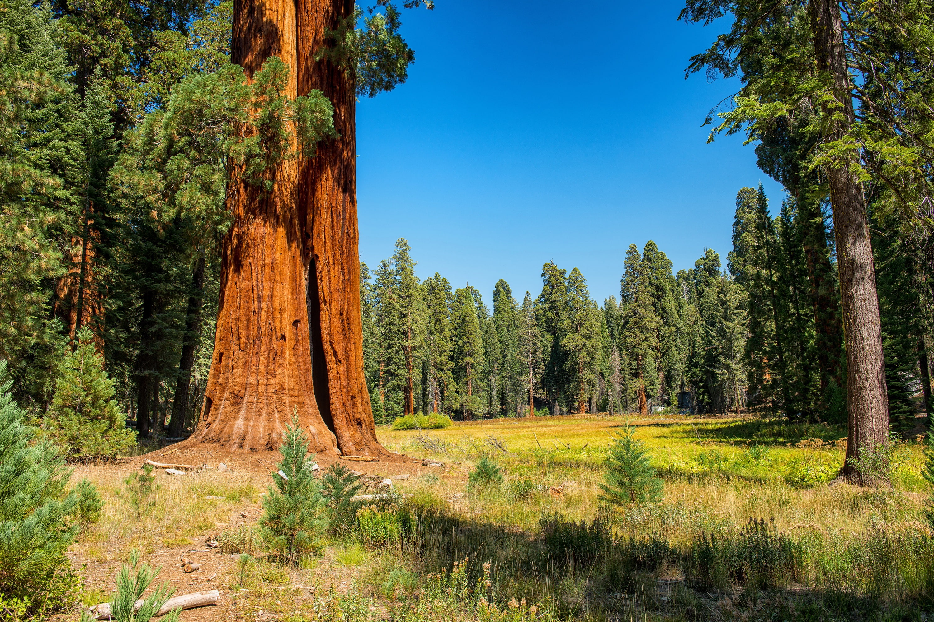 autumn, growth, day, trunk, beauty in nature, green color, blue, green, the edge, the sun, plant, Sequoia and Kings National Park, land, trees, grass, no people, HD Wallpaper