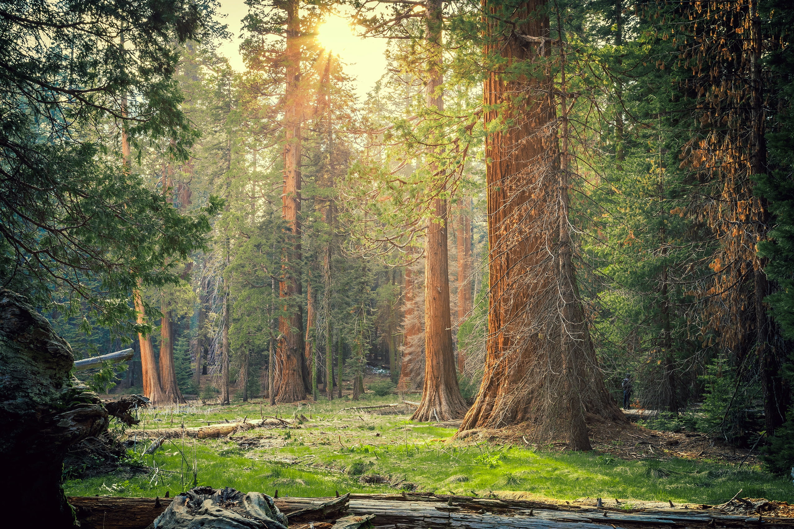 the sun, CA, grass, forest, Sequoia National Park, 2K, Park, trees, USA, deadwood, HD Wallpaper