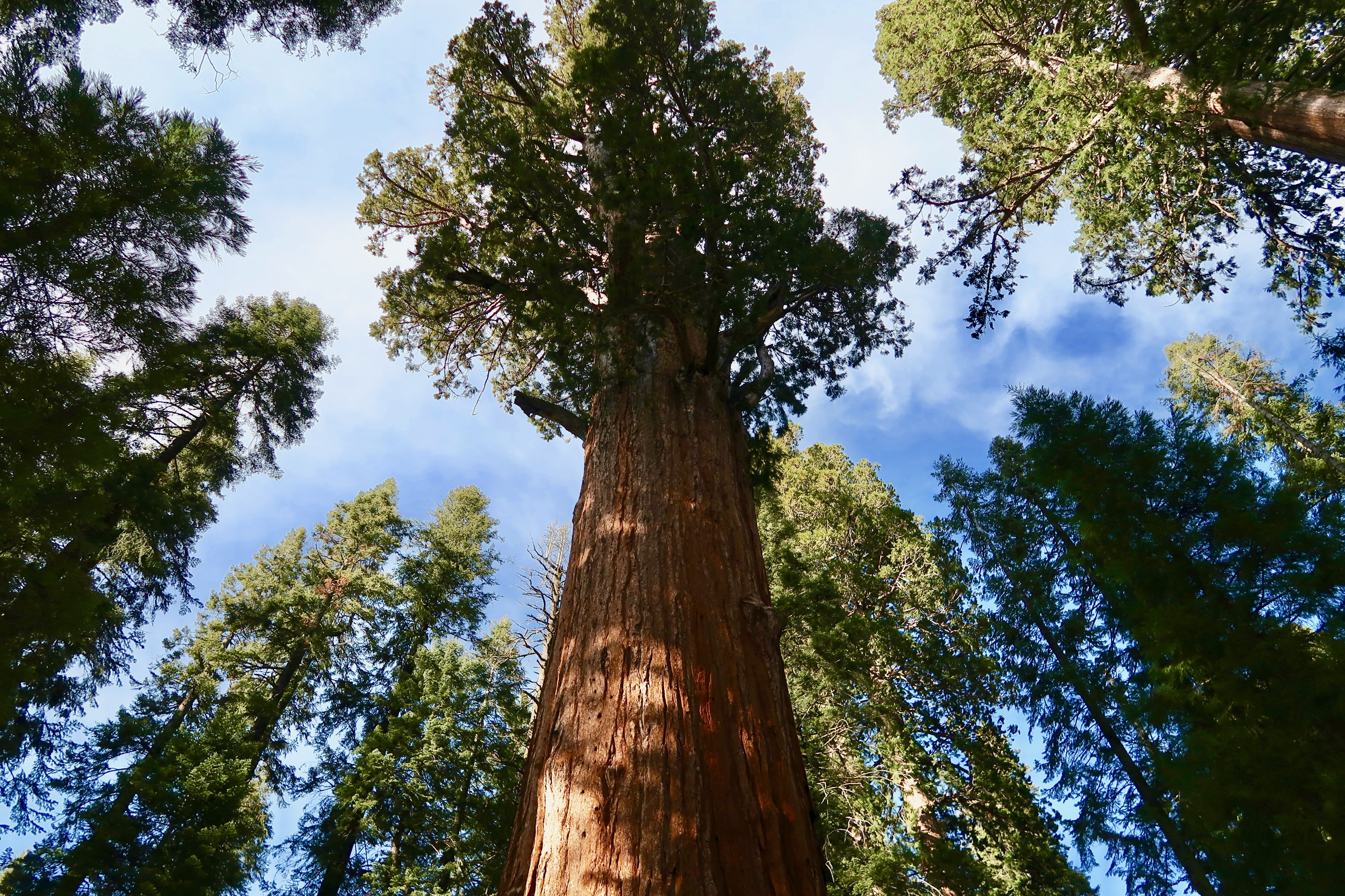 5K, tree canopy, woodland, forest, tree, redwood, tall - high, beauty in nature, directly below, land, california, Giant Sequoia, green color, pine tree, HD Wallpaper