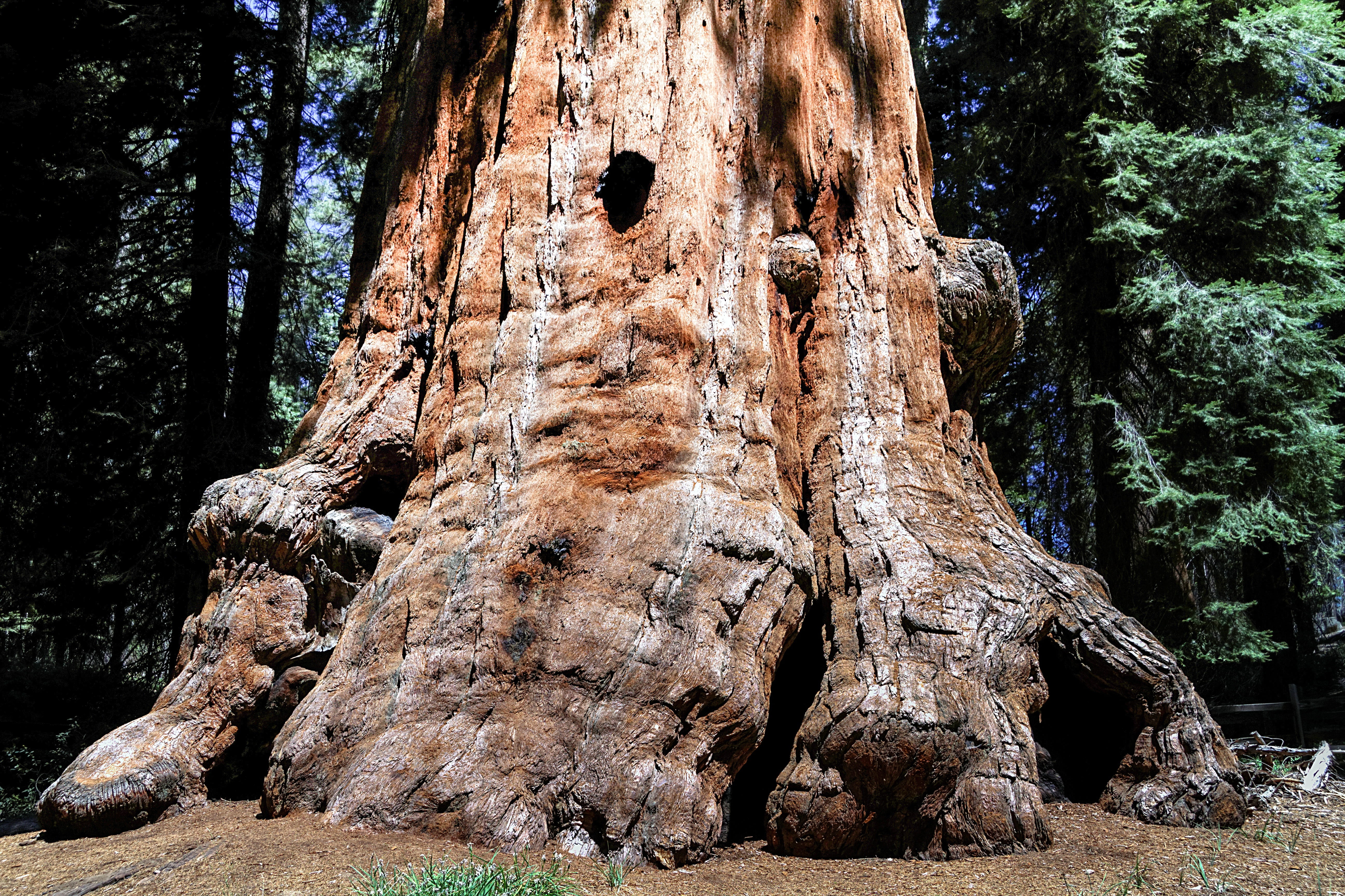 california, non-urban scene, land, tree, nature, sequioa national park, sequioa tree, tranquil scene, plant, daytime, no people, forest, brown, usa, rough, HD Wallpaper
