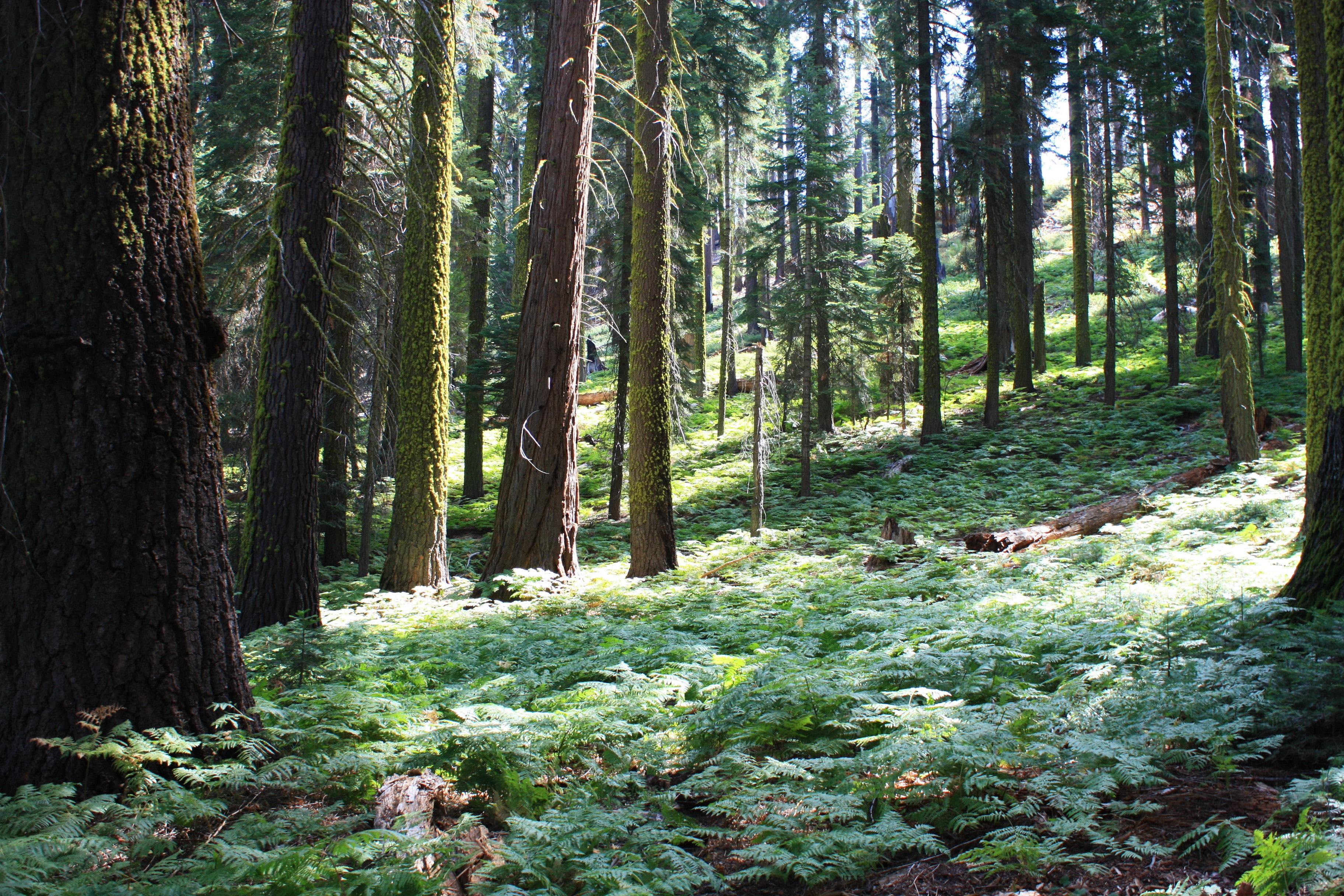 USA, Nature, 2K, park, Sequoia, trees, forest, photo, California, HD Wallpaper