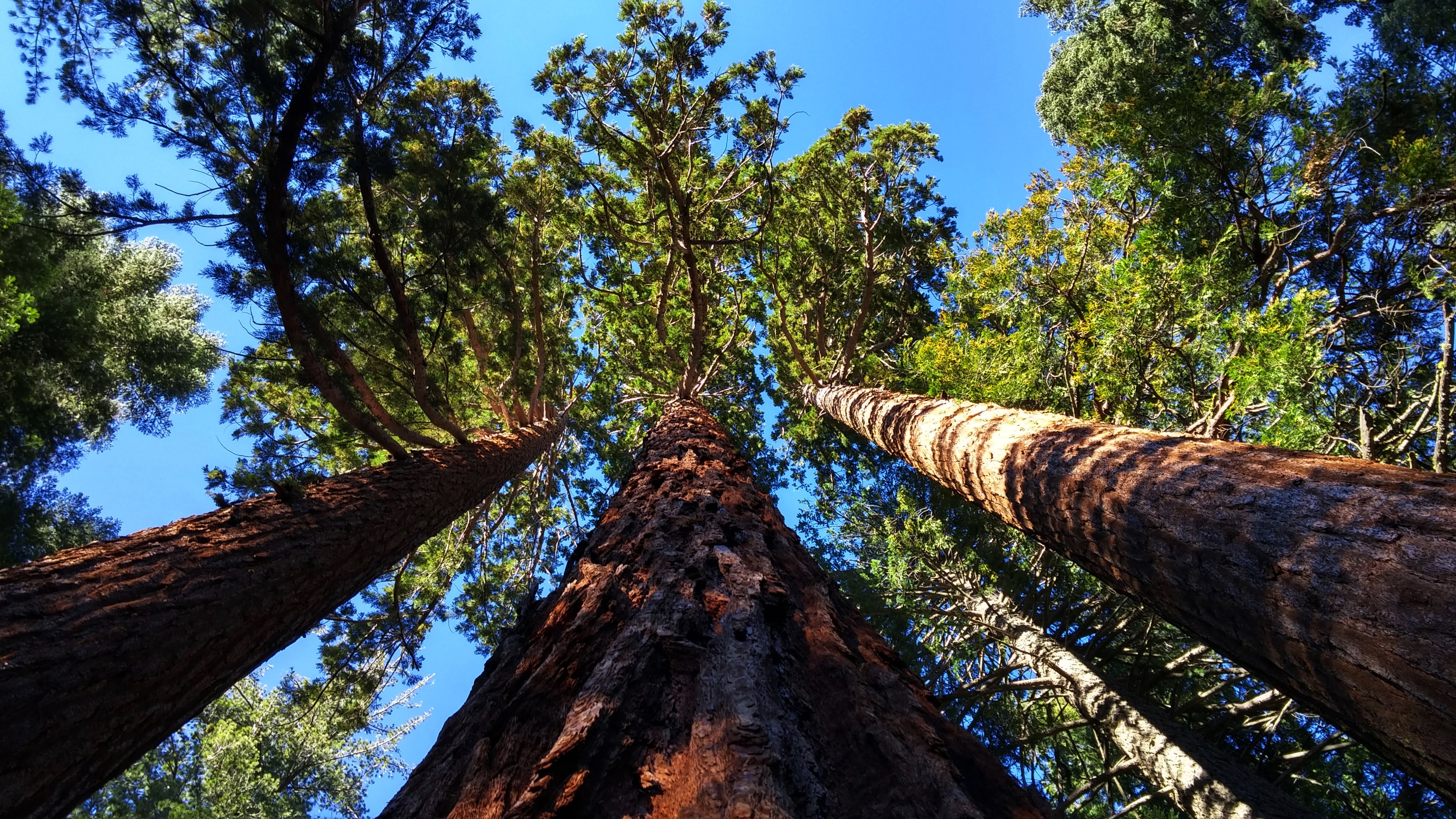 tree trunk, looking up at trees, giant trees, low angle view, day, diminishing perspective, tall trees, 4K, growth, tranquil scene, sky, tree, outdoors, HD Wallpaper