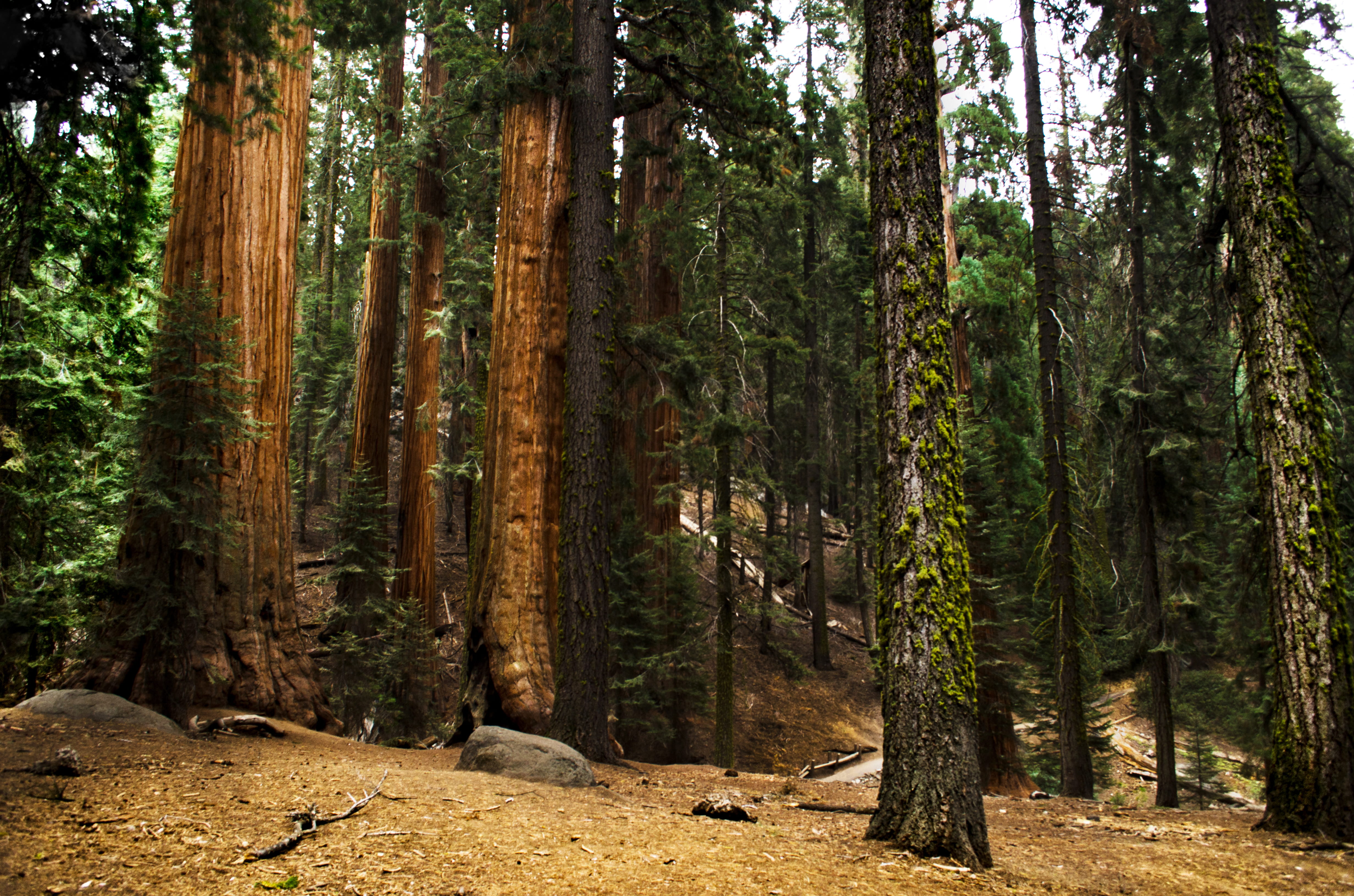 plant, tree trunk, landscape, idyllic, growth, green color, sequoia, tree, trunk, nature, woodland, scenics - nature, national park, hiking, forest, non-urban scene, HD Wallpaper
