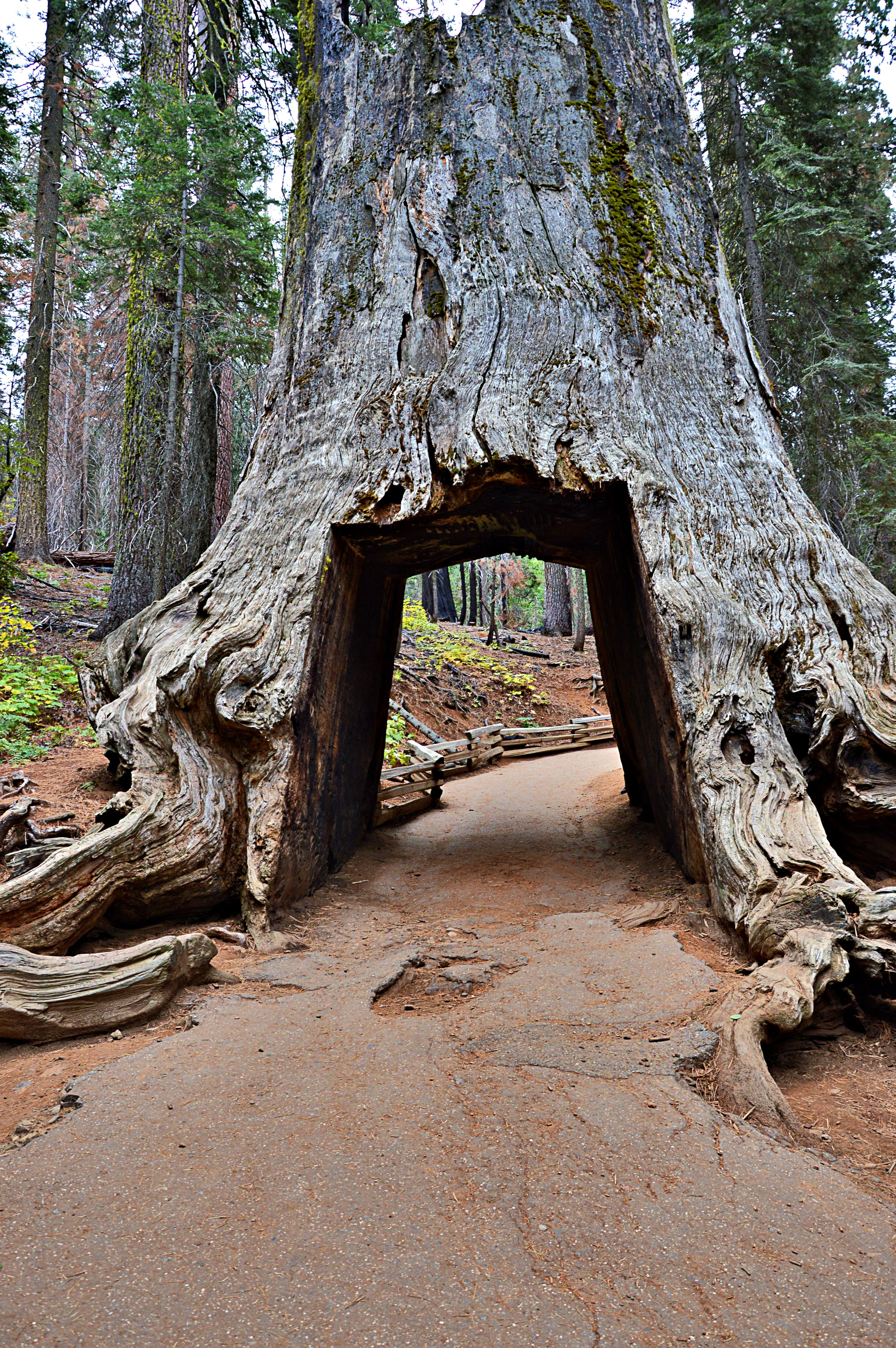 trunk, no people, scenics, outdoors, bark, forest, non-urban scene, sequoia, growth, tranquil scene, land, tree trunk, day, travel destinations, tree, architecture, Phone HD Wallpaper