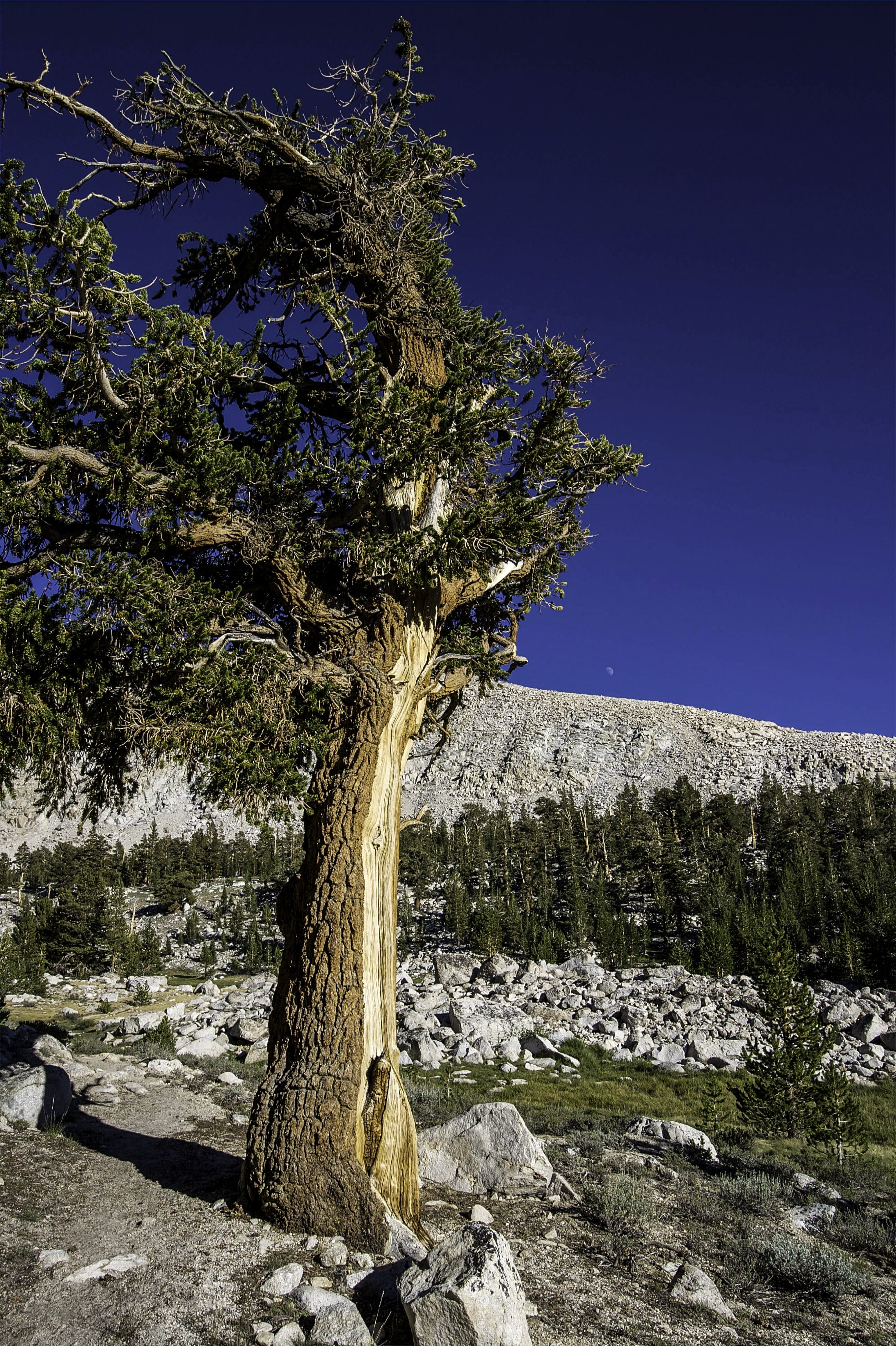 Sequoia National Park, tree, cold temperature, field, California, scenics - nature, photo, bark, United States, 4K, scenics, public domain, nature, park, Phone HD Wallpaper