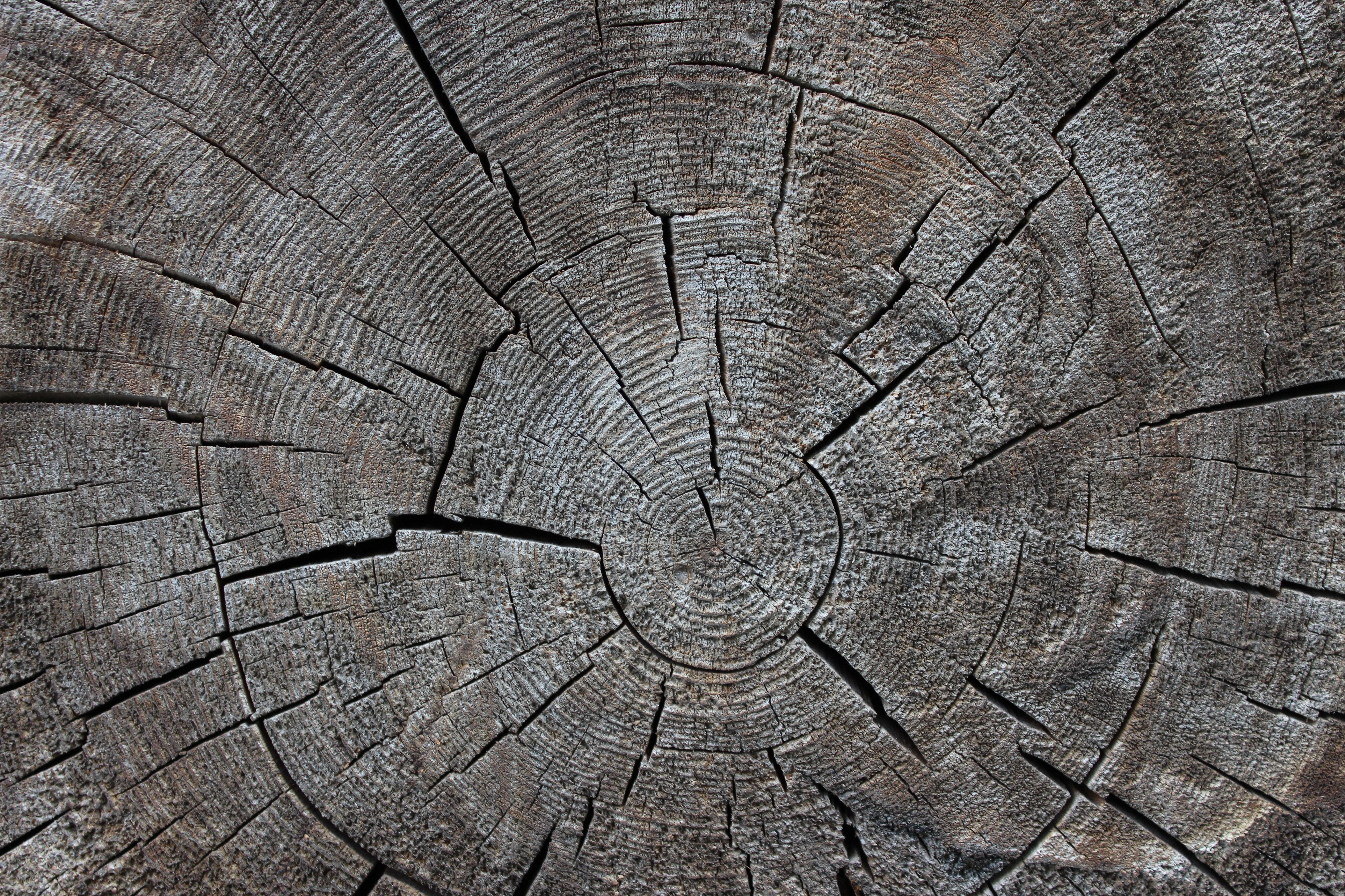 no people, 4K, natural pattern, nature, backgrounds, wood, bark, tree ring, wood grain, tribe, close-up, plant, tree, trunk, tree trunk, rough, annual rings, HD Wallpaper