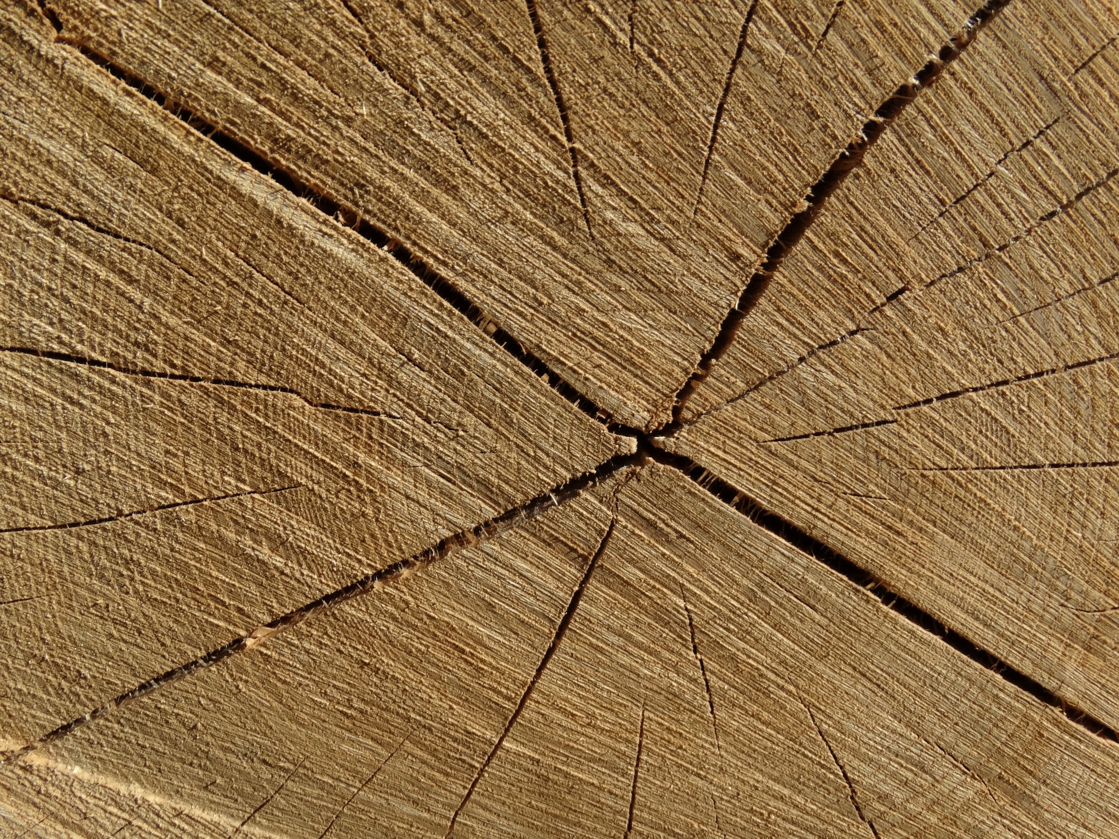 forest, cracked, annual rings, structure, nature, wood grain, wood - material, no people, day, brown, close-up, bark, textured, plant, backgrounds, natural pattern, HD Wallpaper