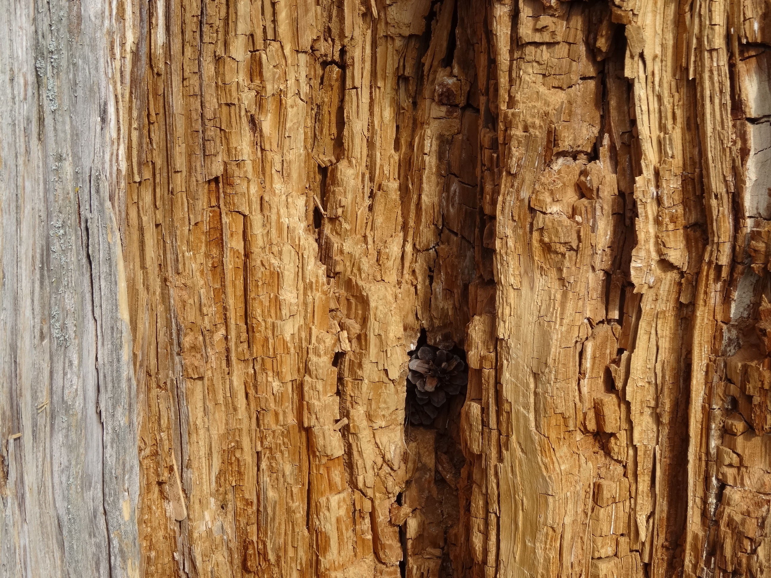 no people, detail, timber, tree, full frame, inner, tree trunk, trunk, material, wood grain, textured, pattern, brown, backgrounds, 2K, day, log, wood, HD Wallpaper