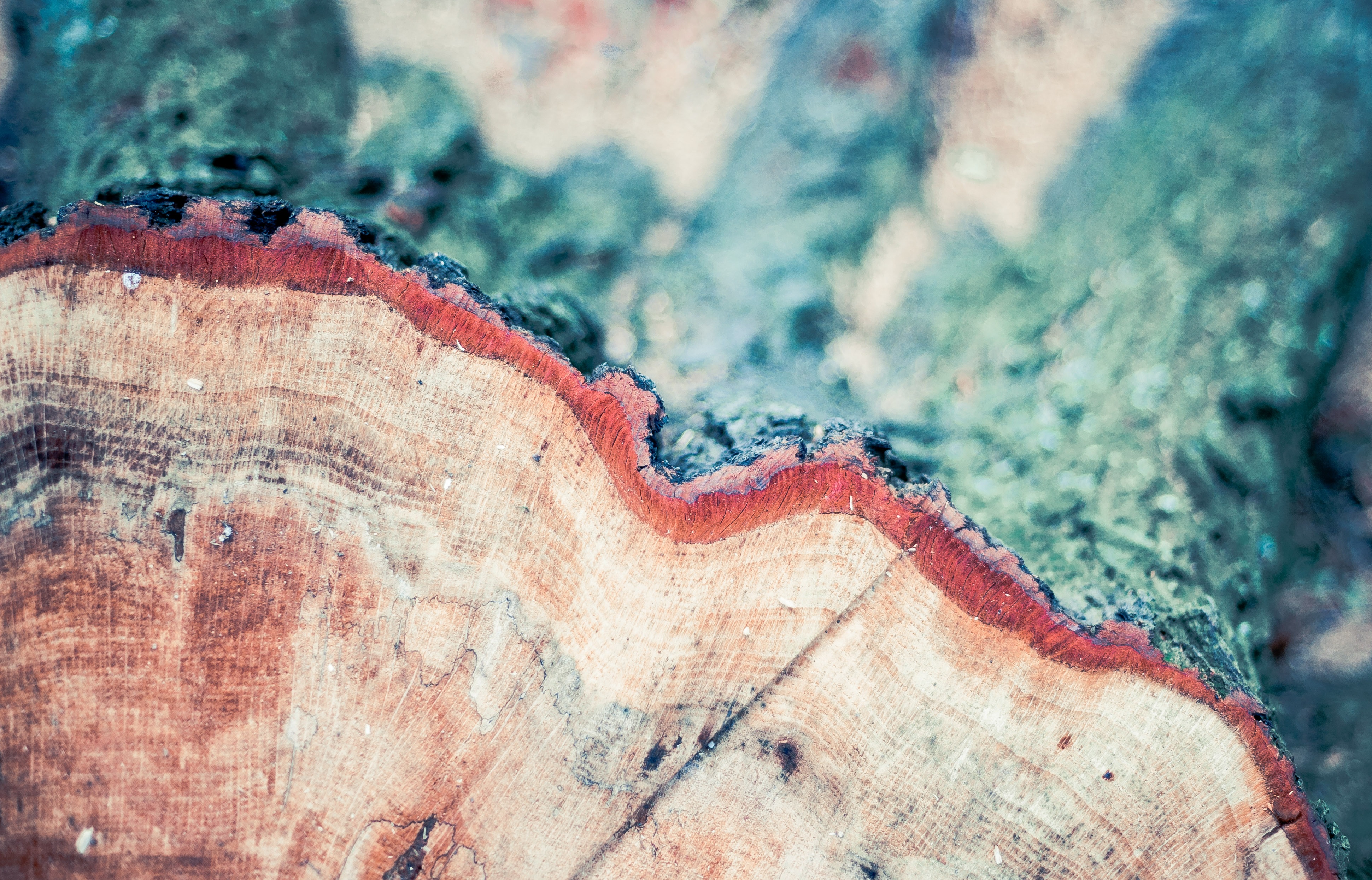 tree stump, photo, daytime, no people, wood - Material, sawed off, wood, close, bark, annual rings, deforestation, pattern, outdoors, close-up, textured, HD Wallpaper