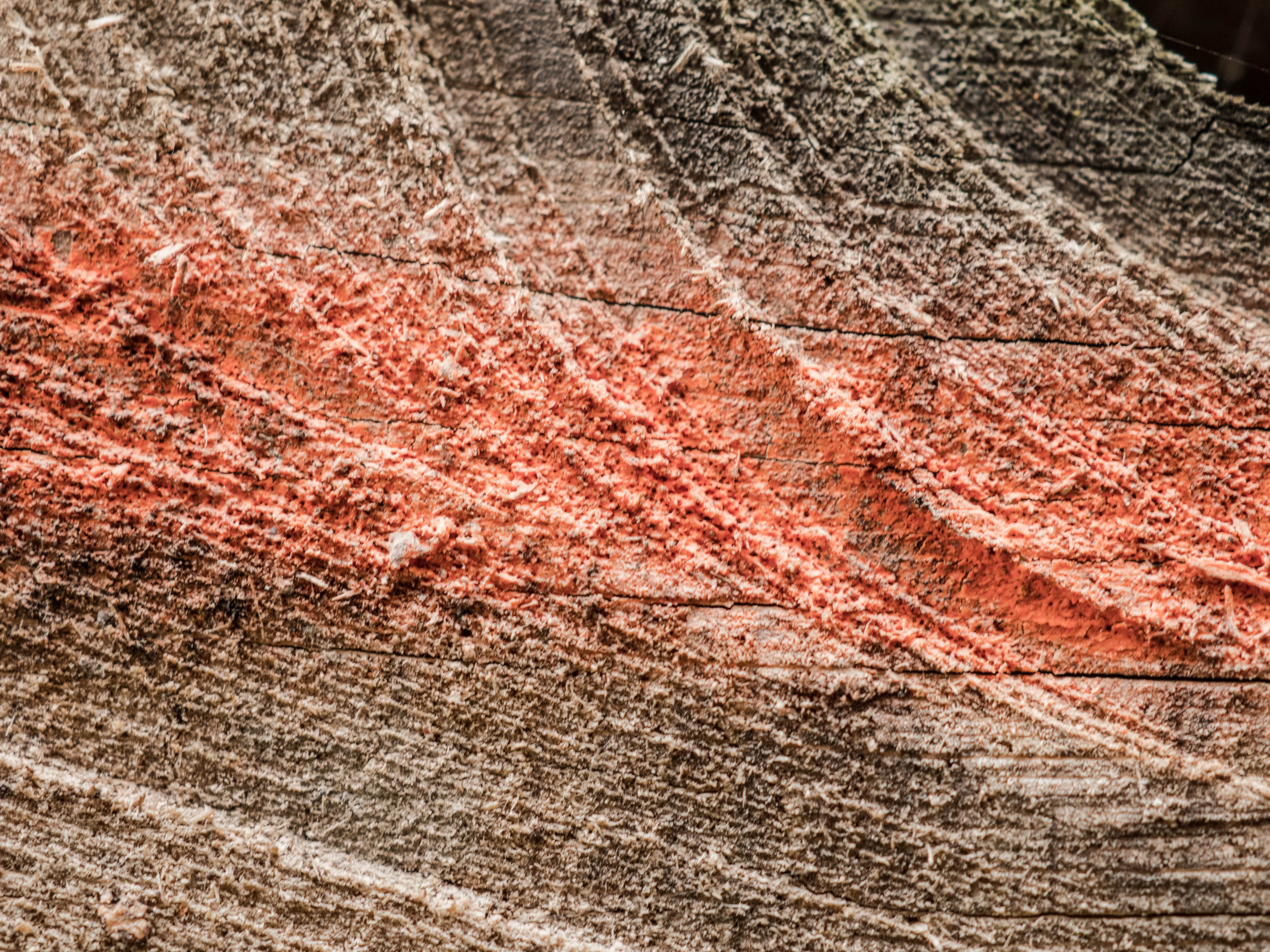 grain, red, brown, traces, built structure, texture, close up, saw, firewood, checkered, full frame, weathered, structure, wood - material, surface, rauh, HD Wallpaper