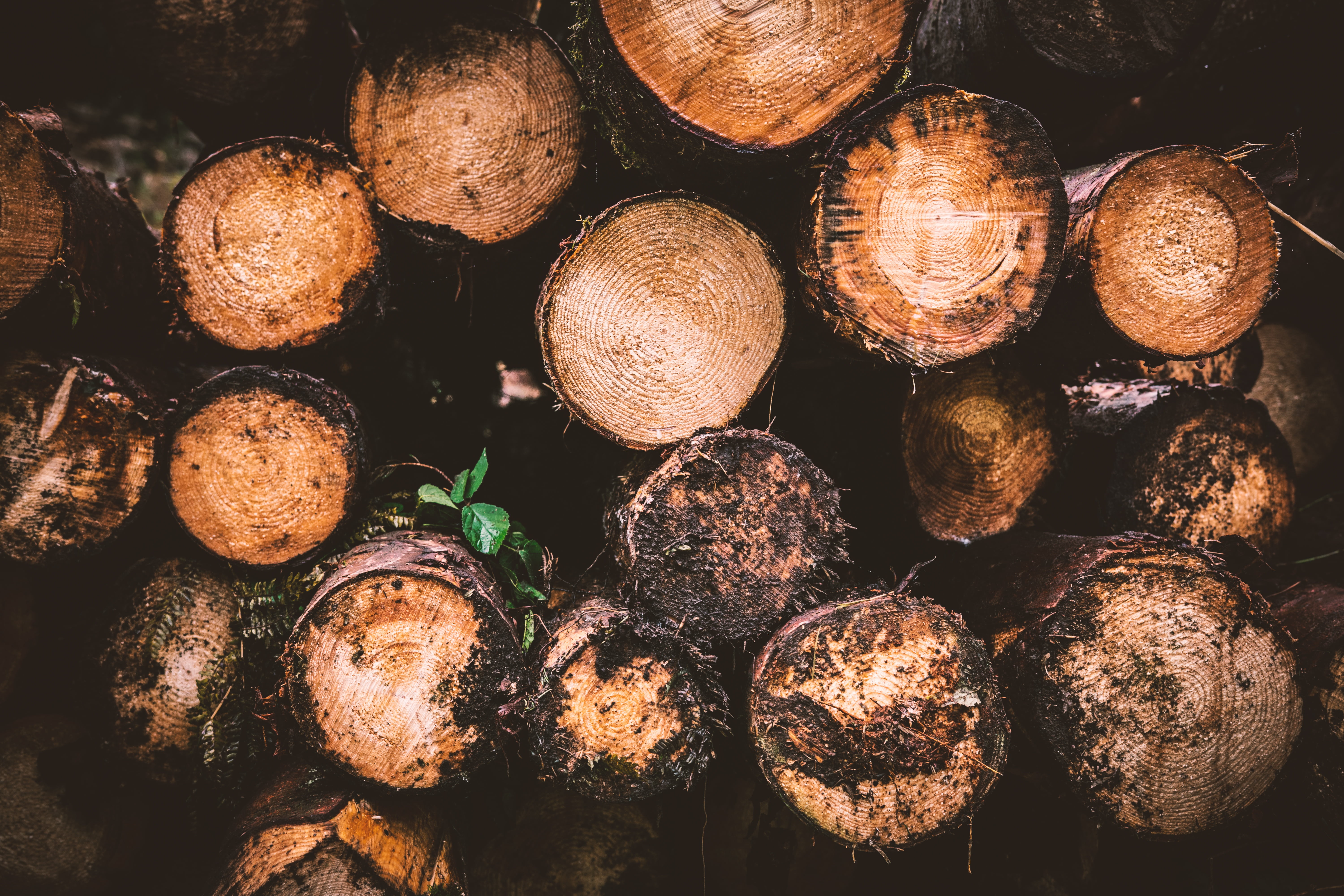 forest, tribe, no people, outdoors, timber, firewood, woodpile, lumber industry, full frame, fuel and power generation, holzstapel, stack, close, 5K, photography, HD Wallpaper