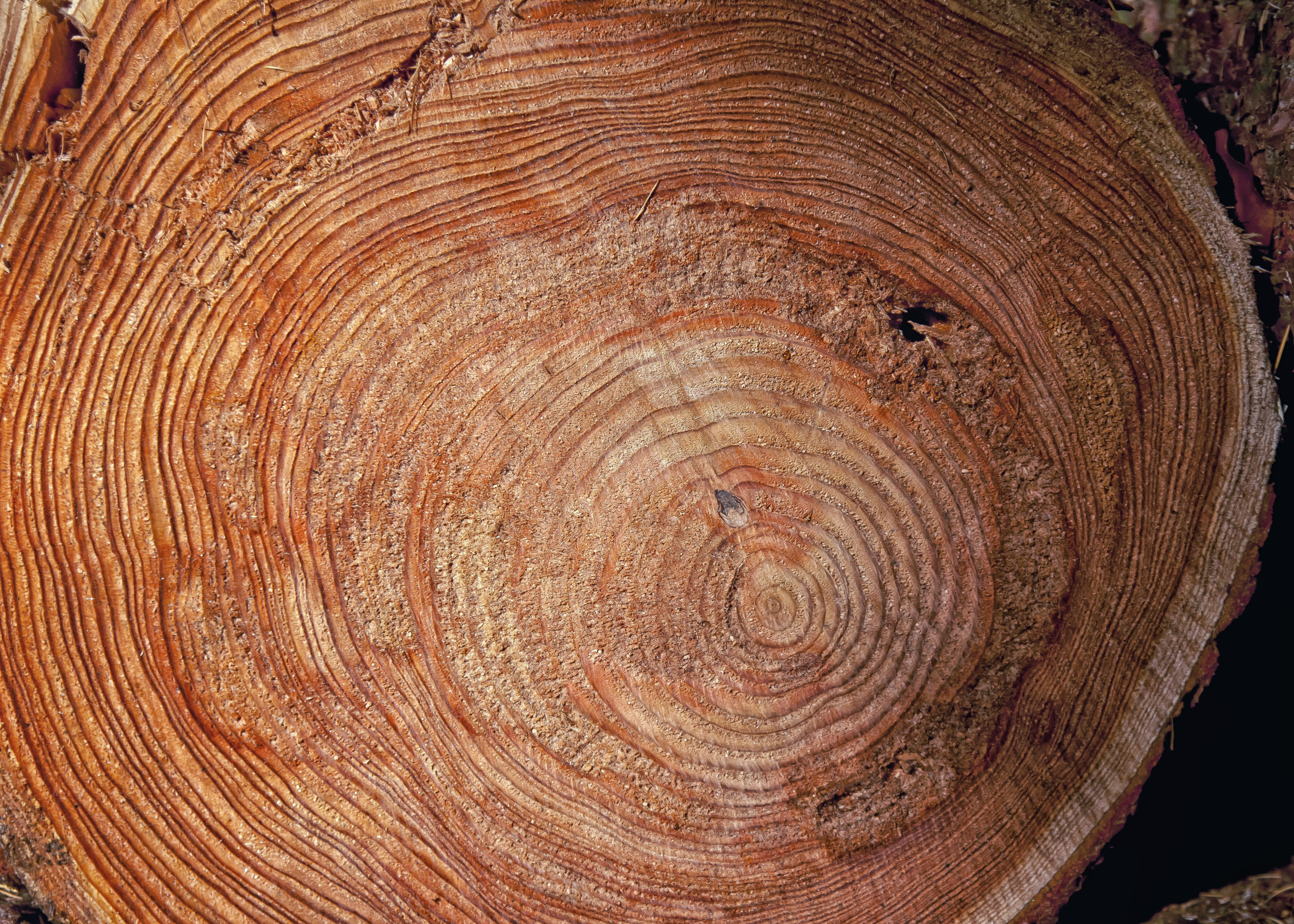 like, grain, sawed off, plant, wood - material, strains, nature, inner, 5K, backgrounds, tree, woodland, tree trunk, full frame, bark, annual rings, close-up, HD Wallpaper