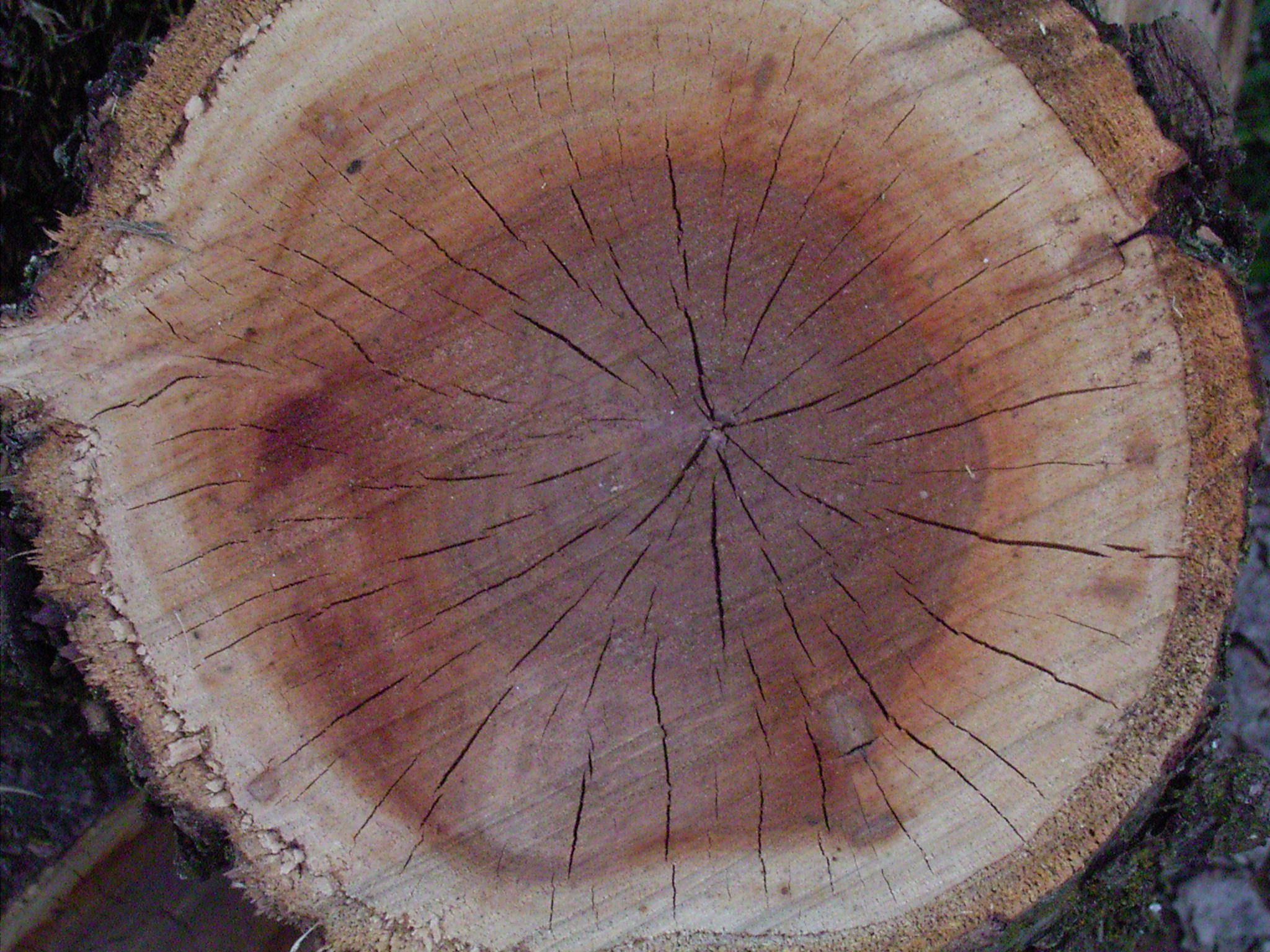 close-up, no people, wood - material, nature, cross section, day, forest, tree ring, textured, plant, natural pattern, directly above, tree, 1080P, tribe, HD Wallpaper