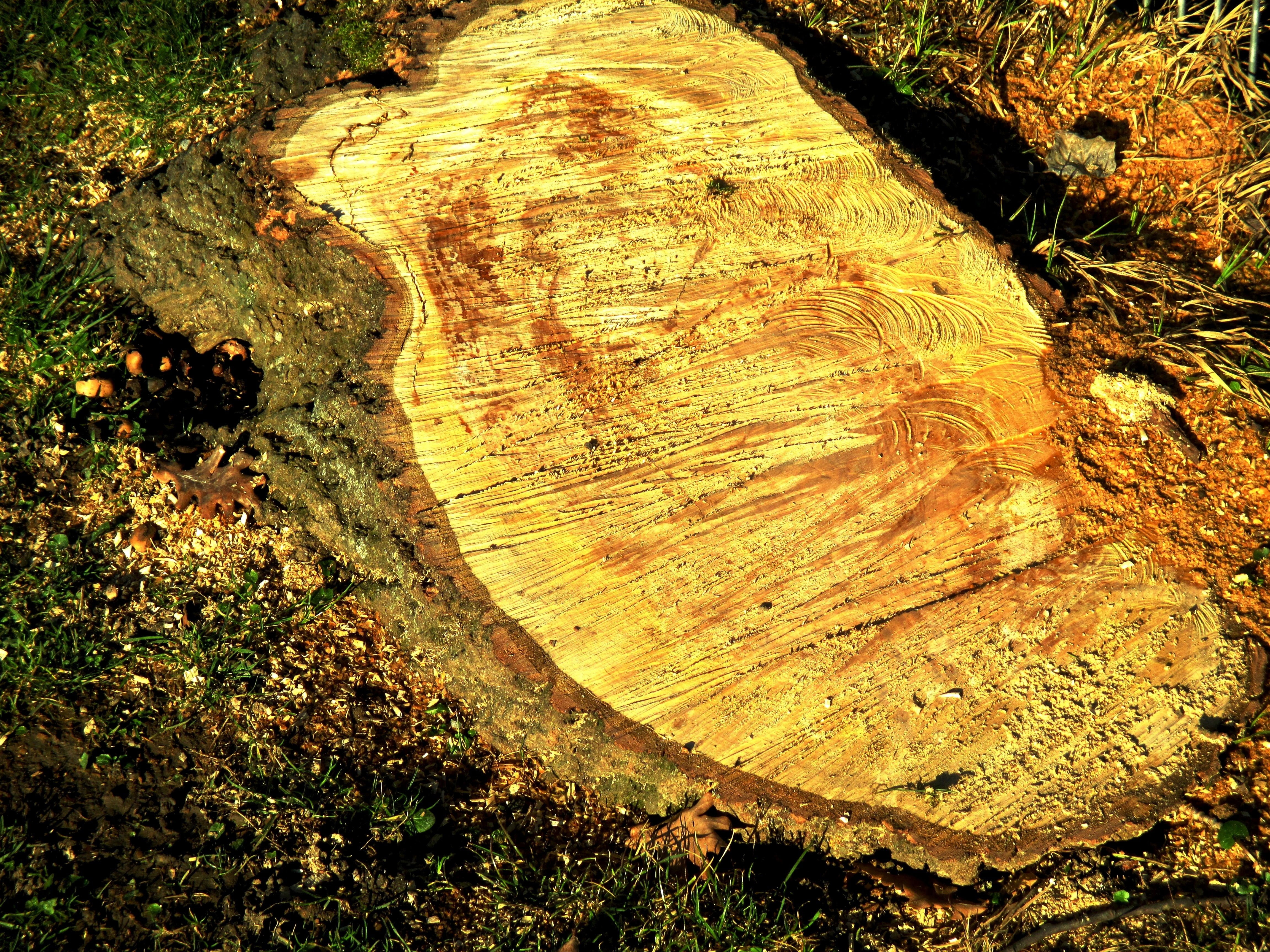high angle view, bark, timber, wood - material, close-up, tree trunk, land, tree ring, 4K, no people, annual rings, sawdust, day, wood, tree stump, nature, HD Wallpaper