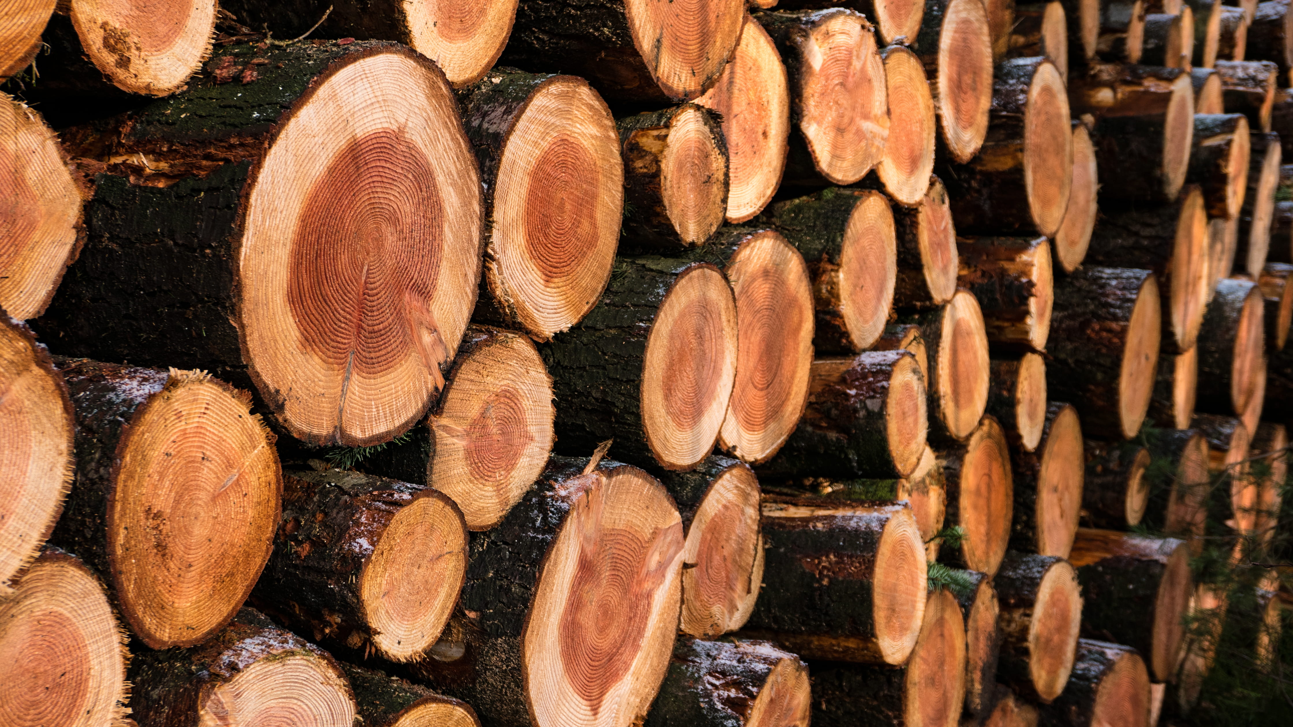 wood work, trees, firewood, outdoors, wood - material, abundance, full frame, environmental issues, large group of objects, netherlands, rings, arrangement, HD Wallpaper