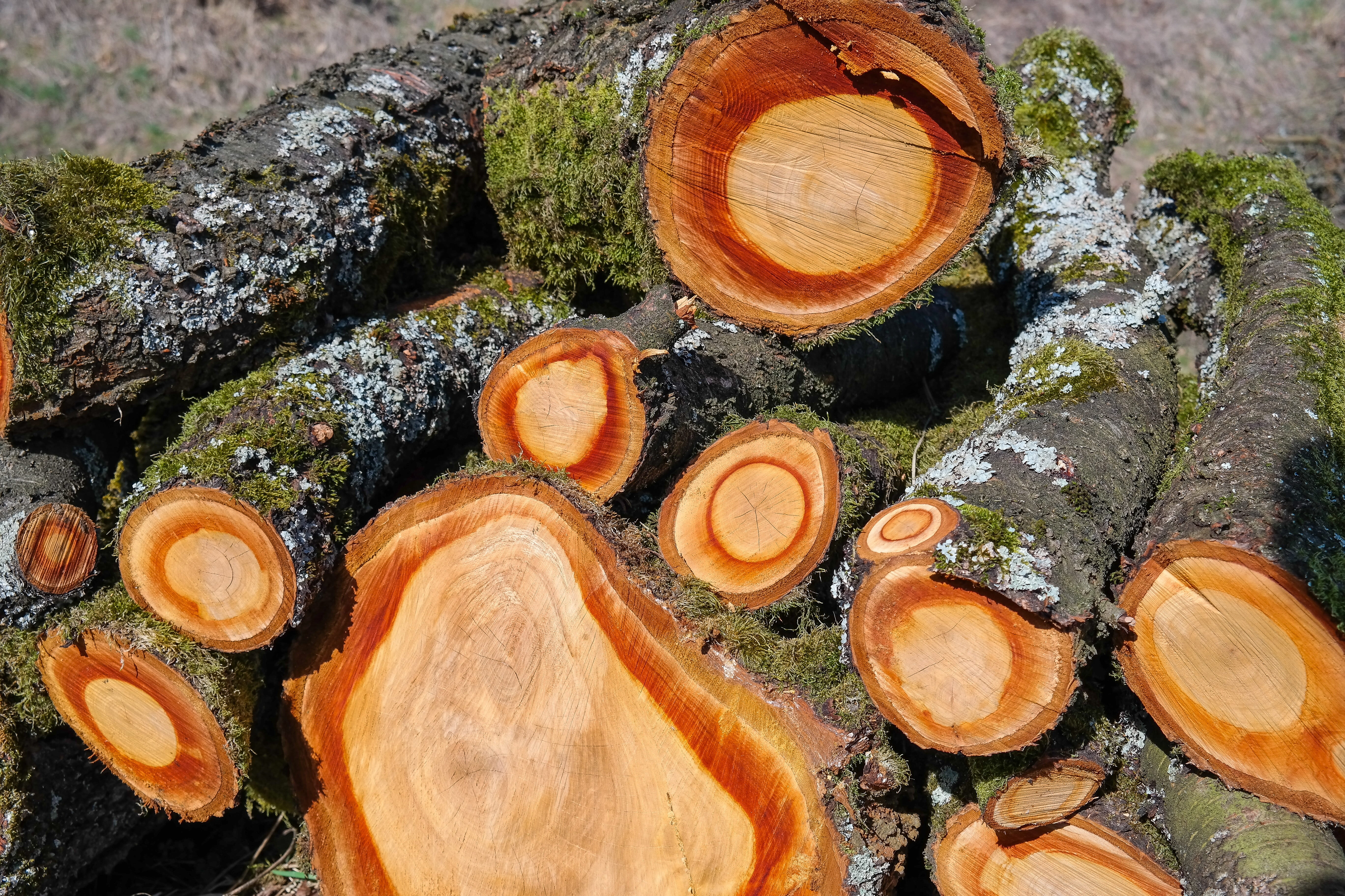 wood, 5K, holzstapel, deforestation, wood - material, log, forest, close-up, day, outdoors, tree, tree bark, tree trunks, be most, stack, firewood, lumber industry, HD Wallpaper