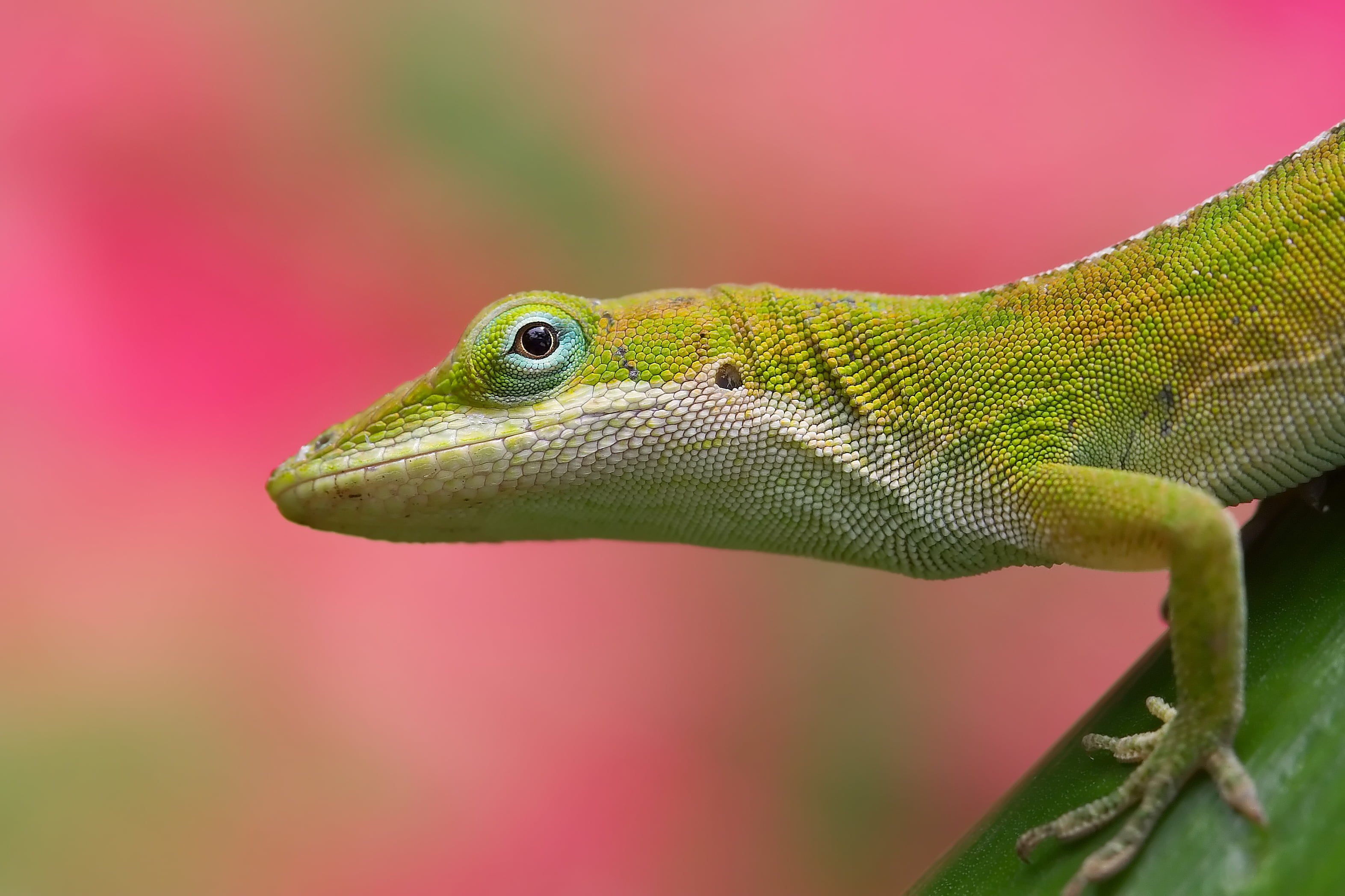austin  texas, lizard, close, Pink, wildlife, closeup, close up, 2K, Anole Lizard, canon  30d, animal, nature, zilker  botanical  garden, macro, focus, HD Wallpaper
