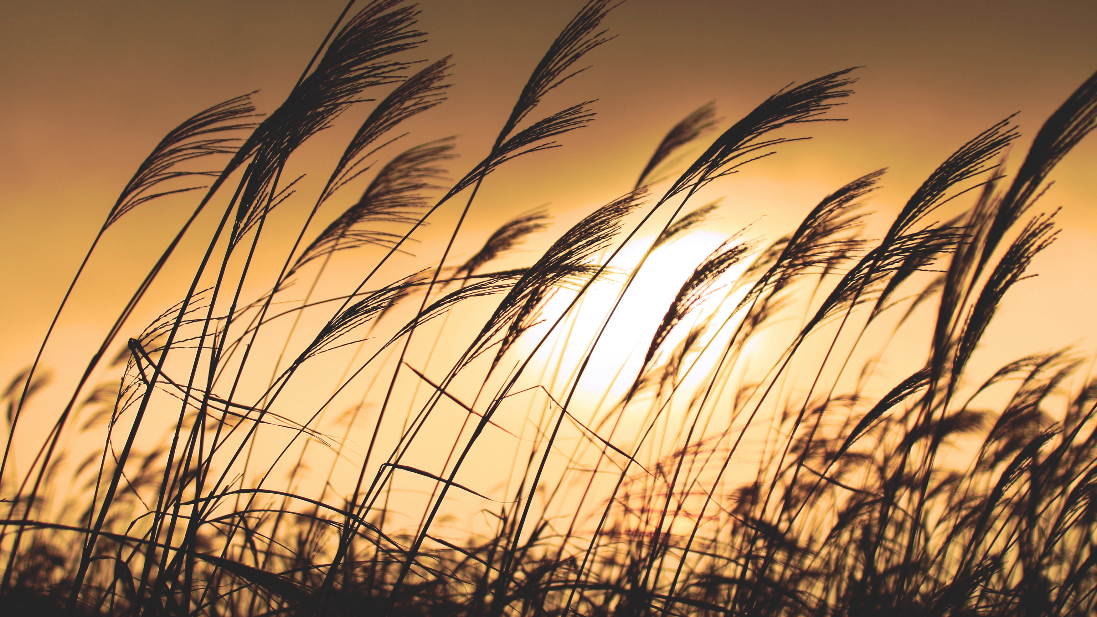 canon  30D, flora, yellow  sky, sunset, gloomy, nature, lonesome, outdoor, dusk, orange, art, macro, sunlight, golden, dark  day, harmony, 2K, leisure, HD Wallpaper