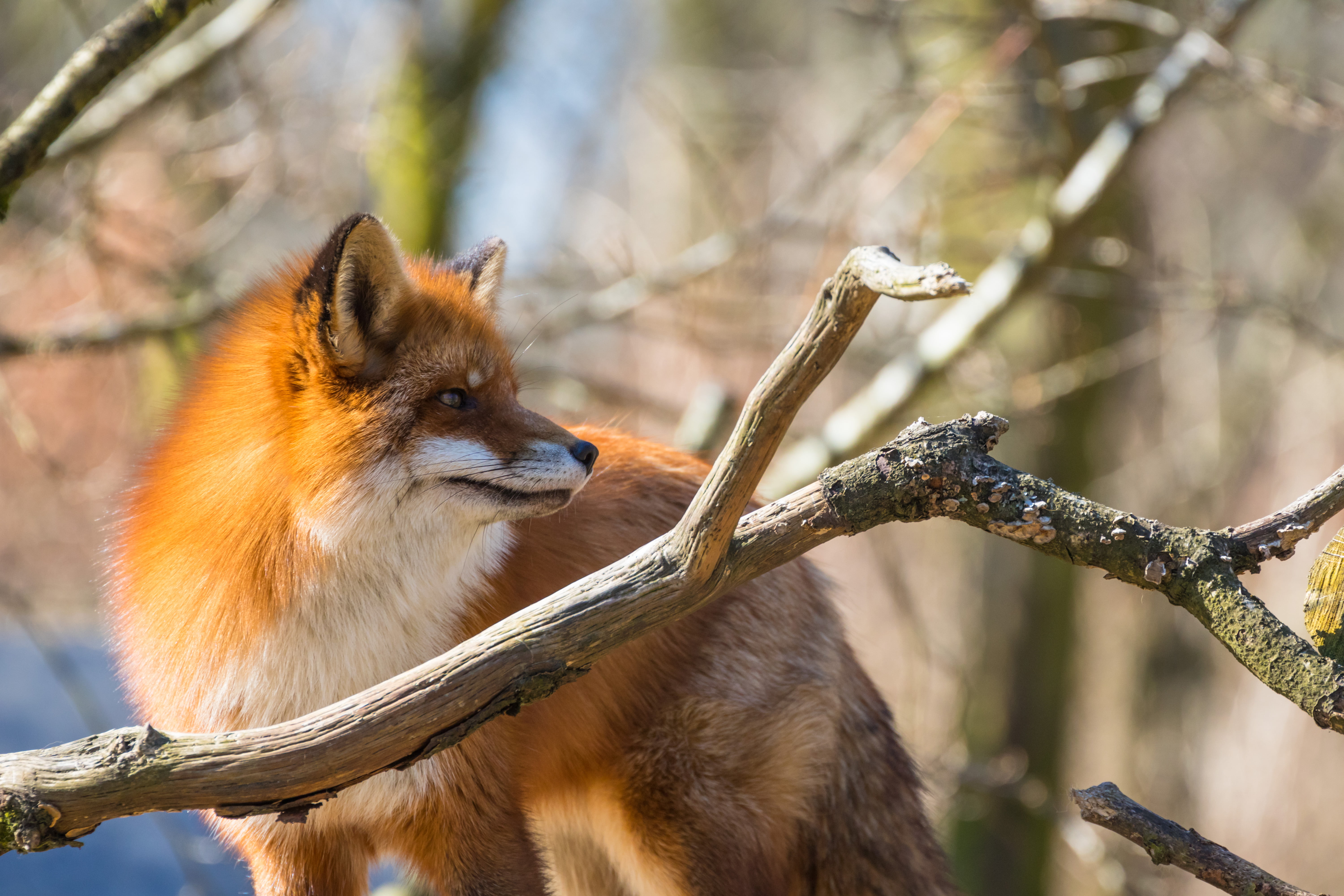 city, geo, f/4, country, state, mammal, Skånes Djurpark, räv, ƒ / 5, usm, lens, zoo, aperture, daytime, iso_speed, 5K, beside, model, cute, tree branch, HD Wallpaper