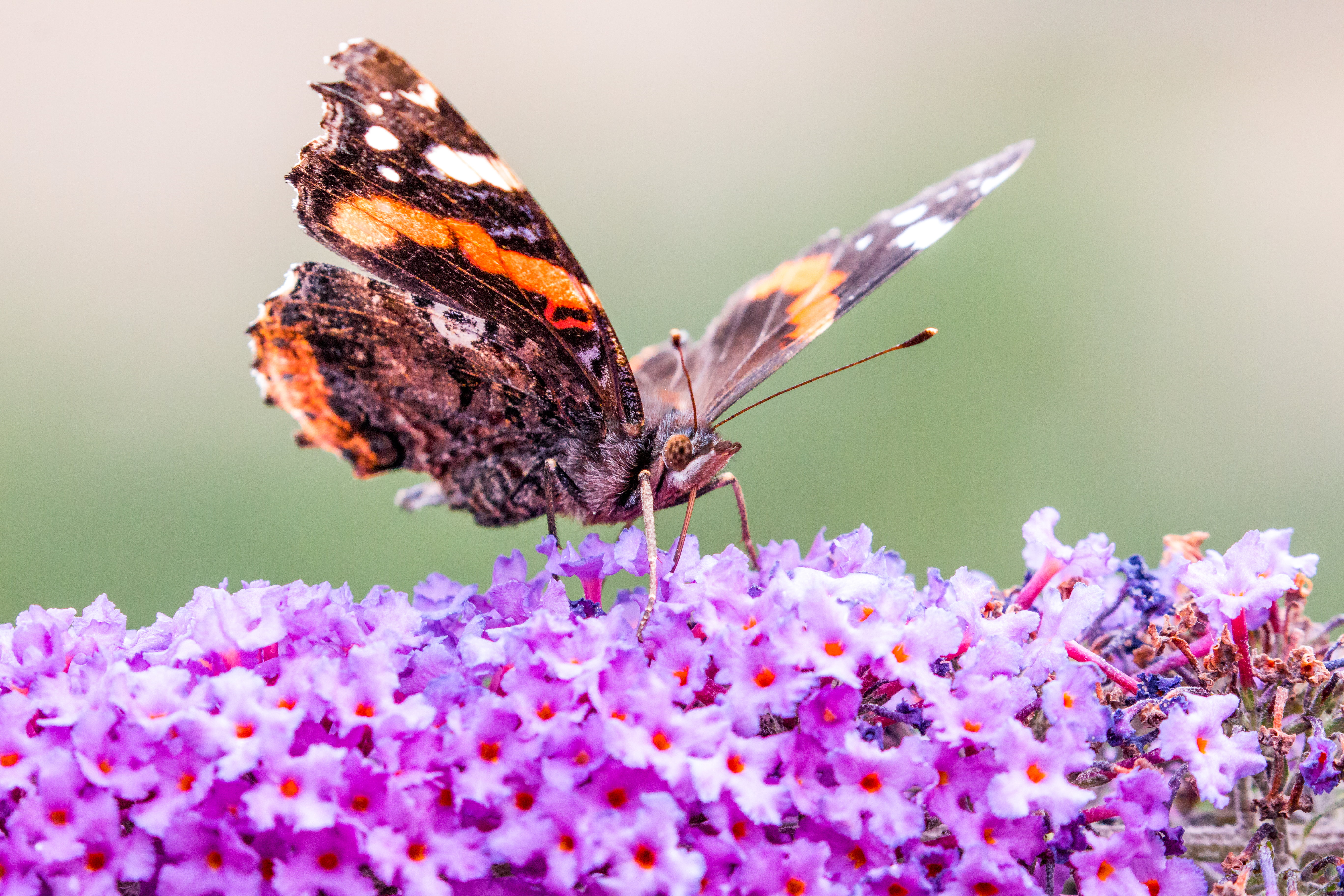 red, purple, red admiral butterfly, purple flower, multi Colored, 6L, butterfly, fauna, beauty In Nature, perched, detail, Macro  photography, II, admiral, HD Wallpaper