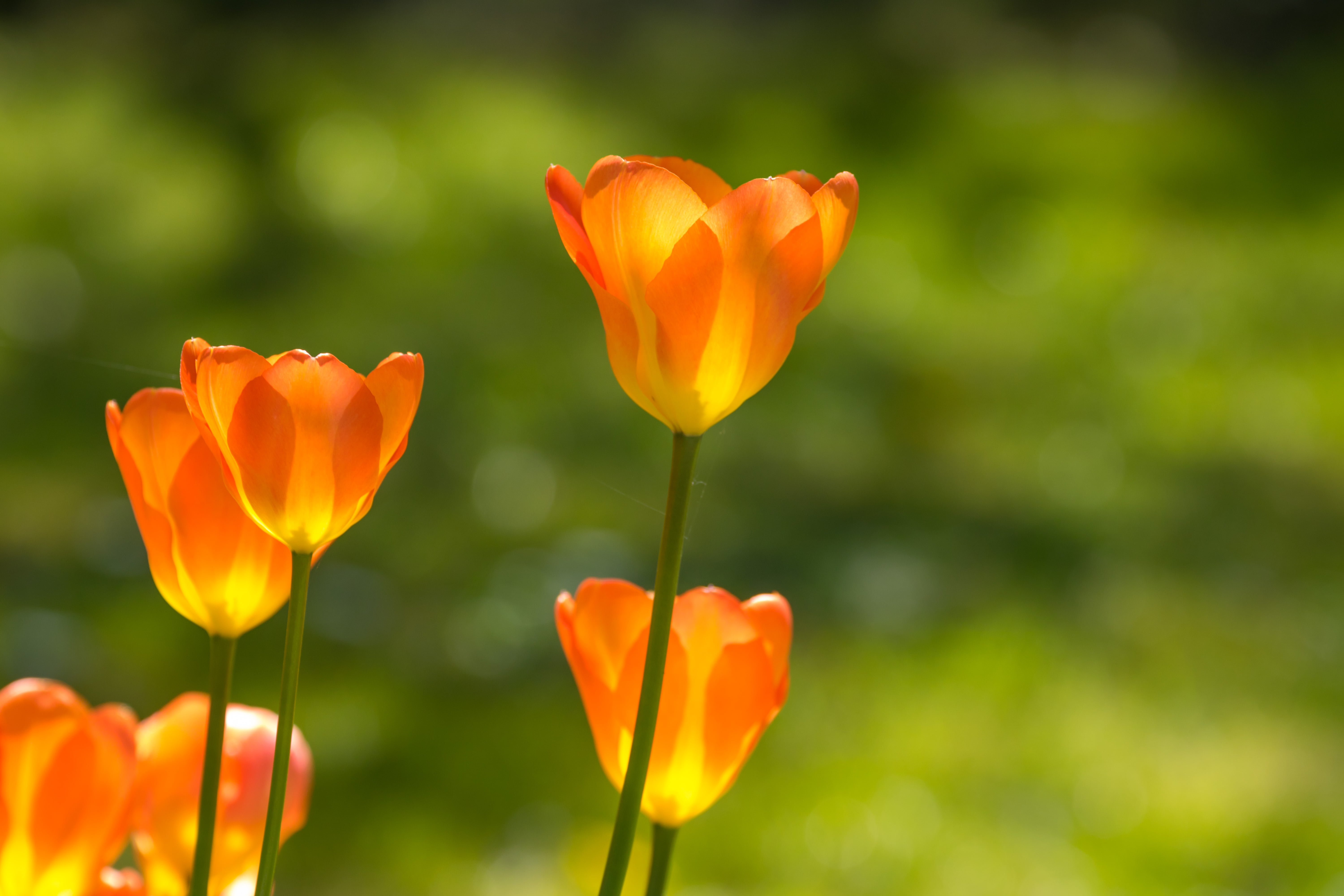 zoo, iso_speed, backlit, ƒ / 5, exif, country, f/4, lens, tulip, nature, orange, canon eos, photo, Tulips, selective focus, canon, mm, outdoors, yellow, HD Wallpaper