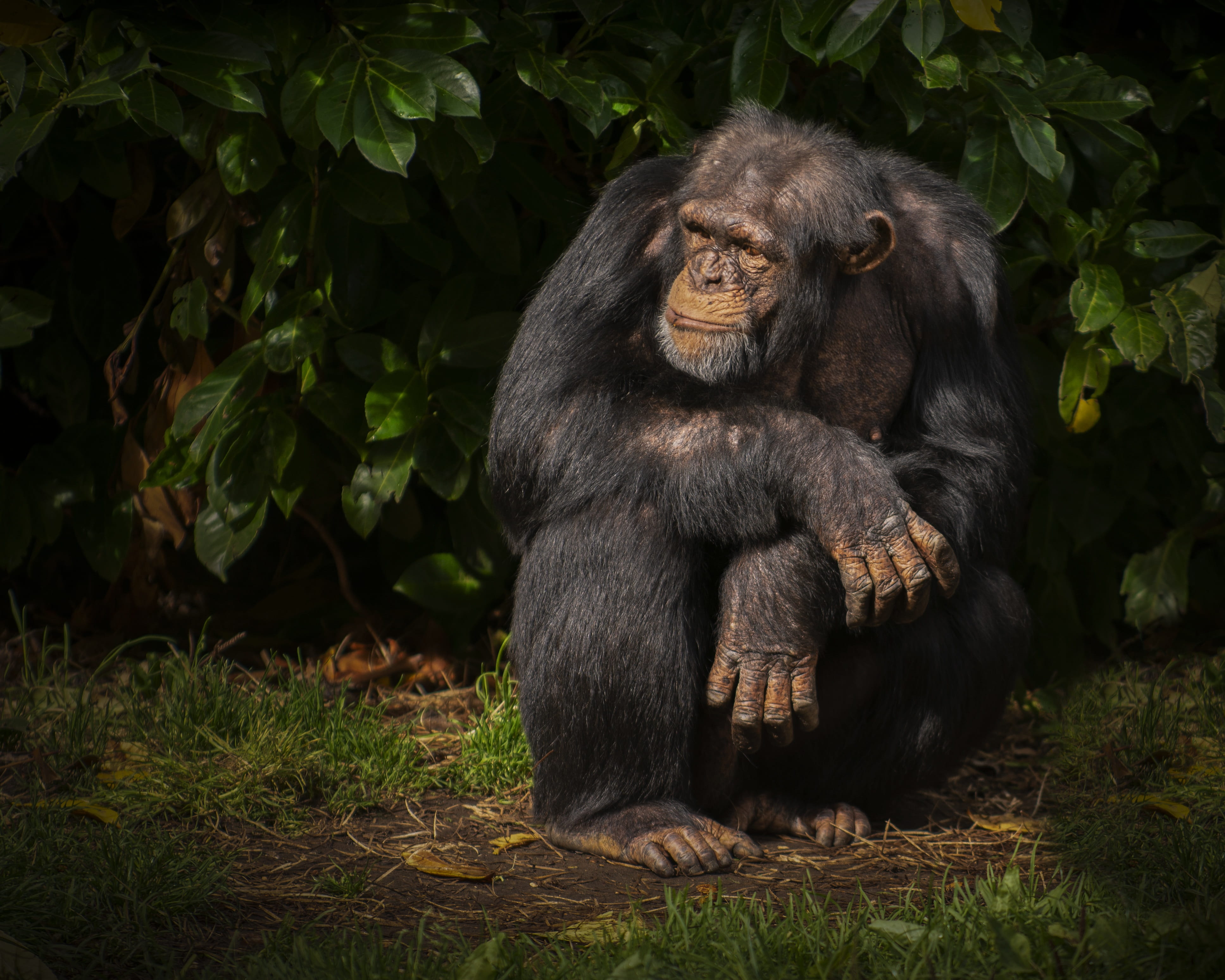 wildlife, animals in the wild, plant, field, chimp, relaxation, mammal, nature, 4K, animal family, sitting, day, vertebrate, no people, outdoors, primate, HD Wallpaper