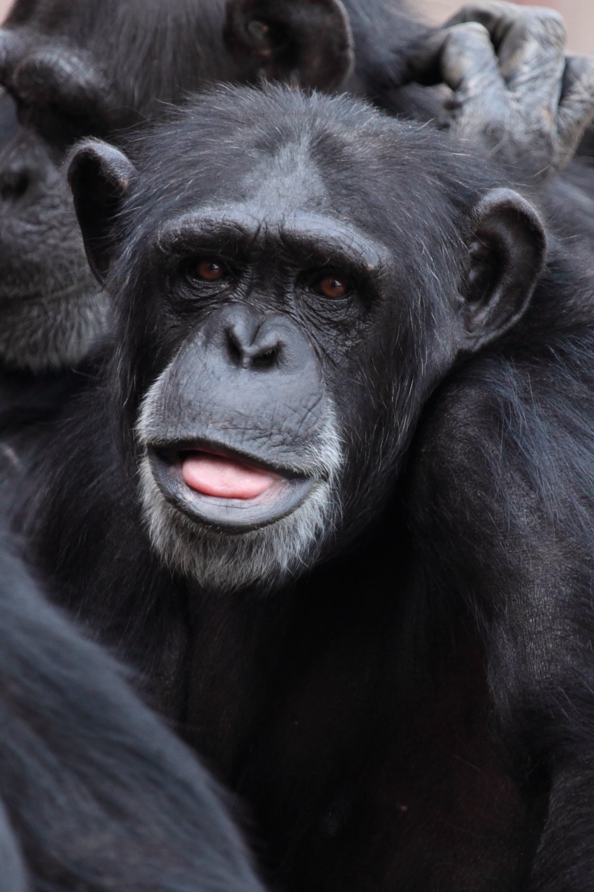 portrait, animals in the wild, monkey, vertebrate, tongue, animal wildlife, 720P, photography, endangered species, chimpanzee, close-up, mouth open, happy, Phone HD Wallpaper
