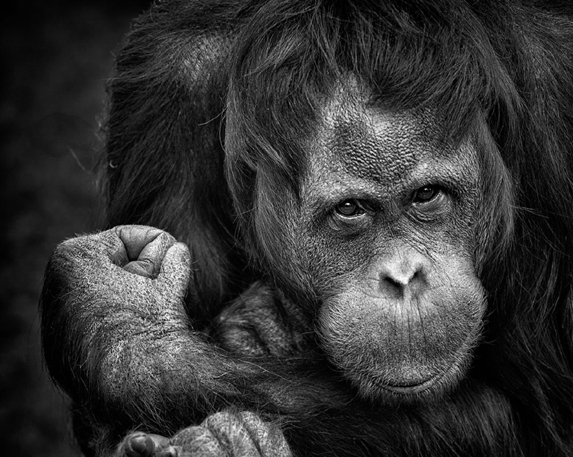 ape, fist, grayscale, animal, vertebrate, black, animal wildlife, portrait, photo, close up, primate, chimpanzee, captive, nature, monkey, head, face, 1080P, HD Wallpaper