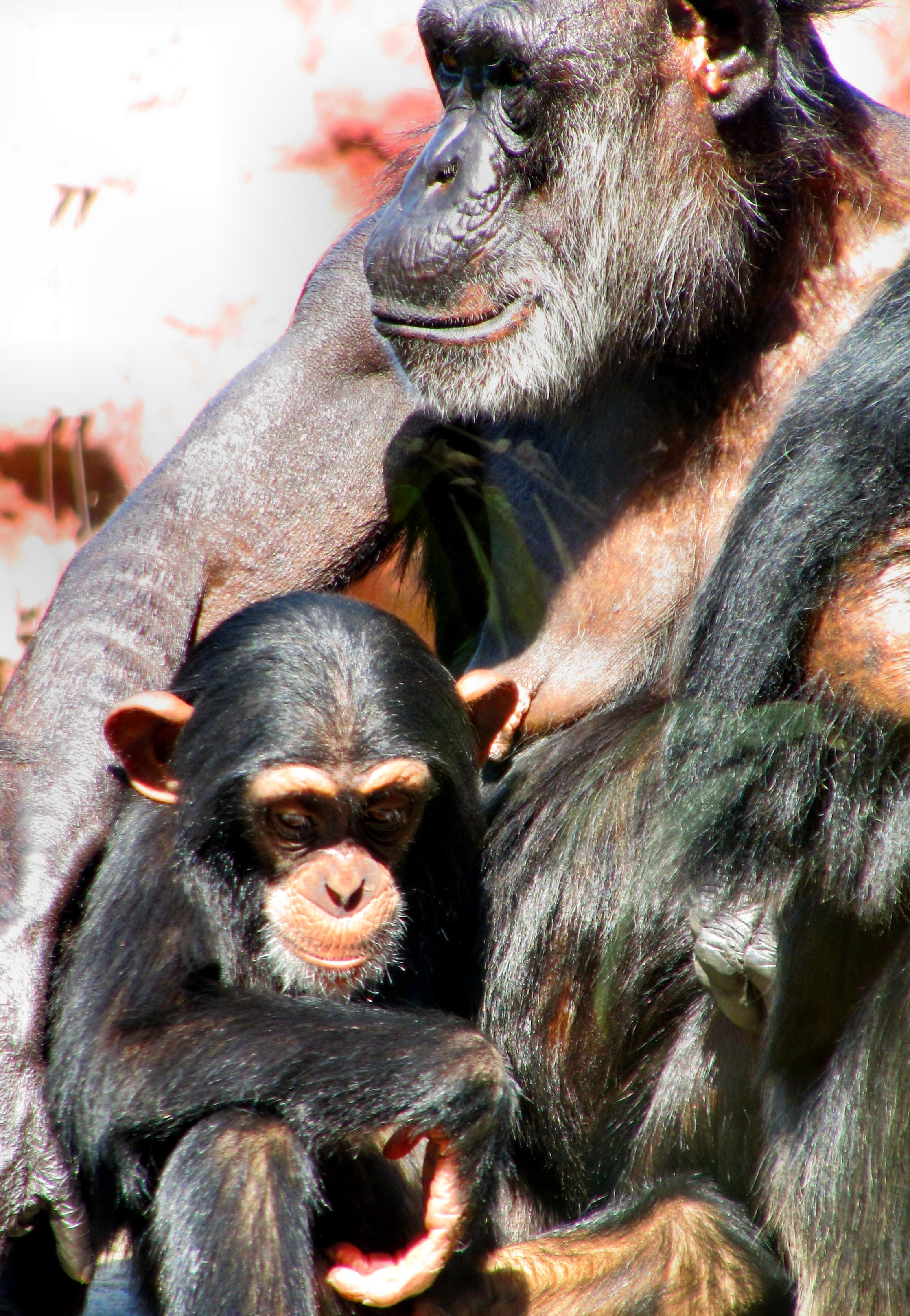 animal wildlife, wildlife, two animals, nature, monkey, chimps, care, family, recovered, focus on foreground, sitting, ape, protected, animal family, no people, Phone HD Wallpaper