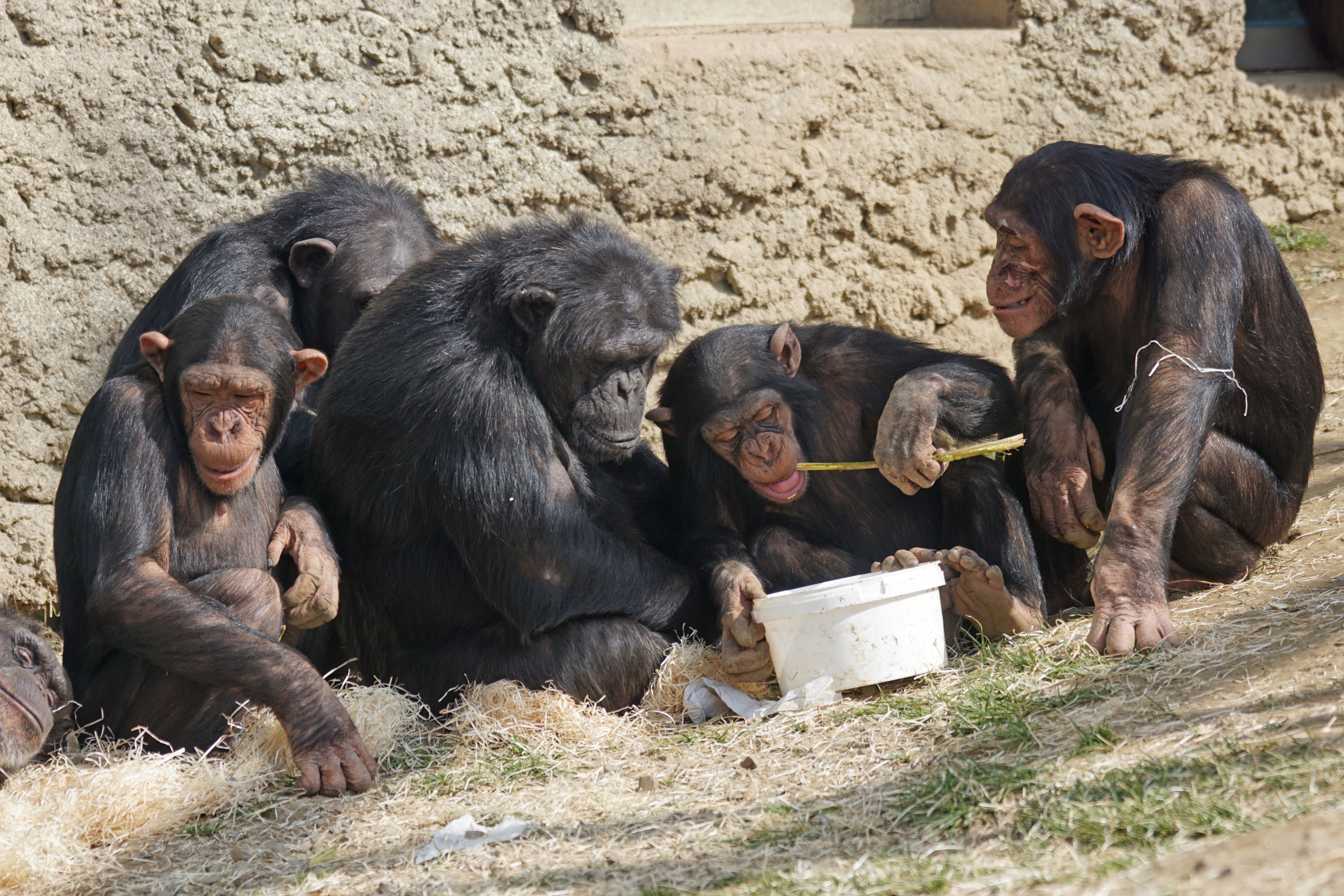 outdoors, near, animal family, black, primate, sitting, primates, animal, 5K, family, chimps, africa, land, creature, apes, herbivorous, group of animals, HD Wallpaper