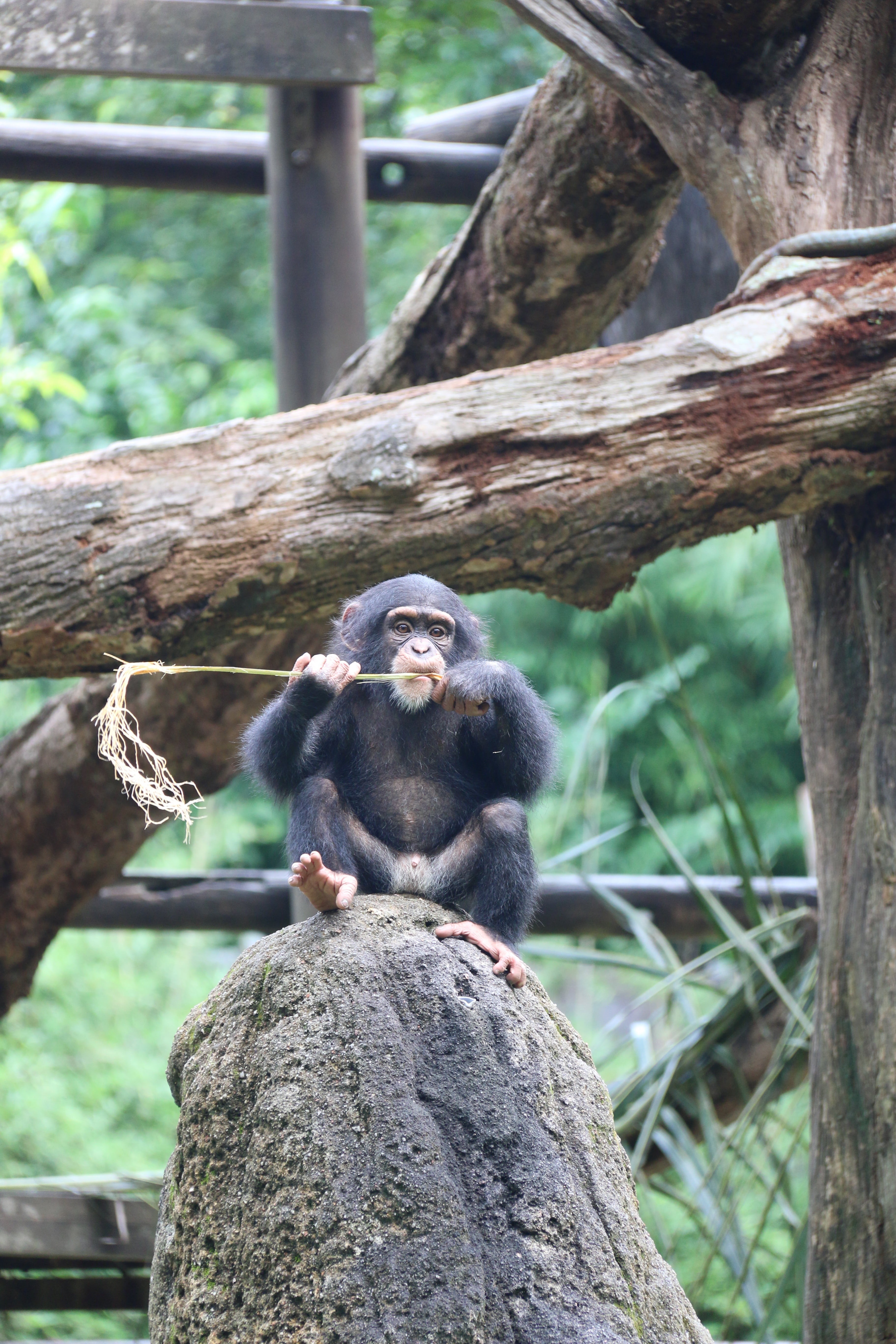 funny, animals in the wild, animal themes, branch, no people, ape, one animal, animal, 5K, chimp, sitting, outdoors, zoo, monkey, tree, plant, day, vertebrate, Phone HD Wallpaper