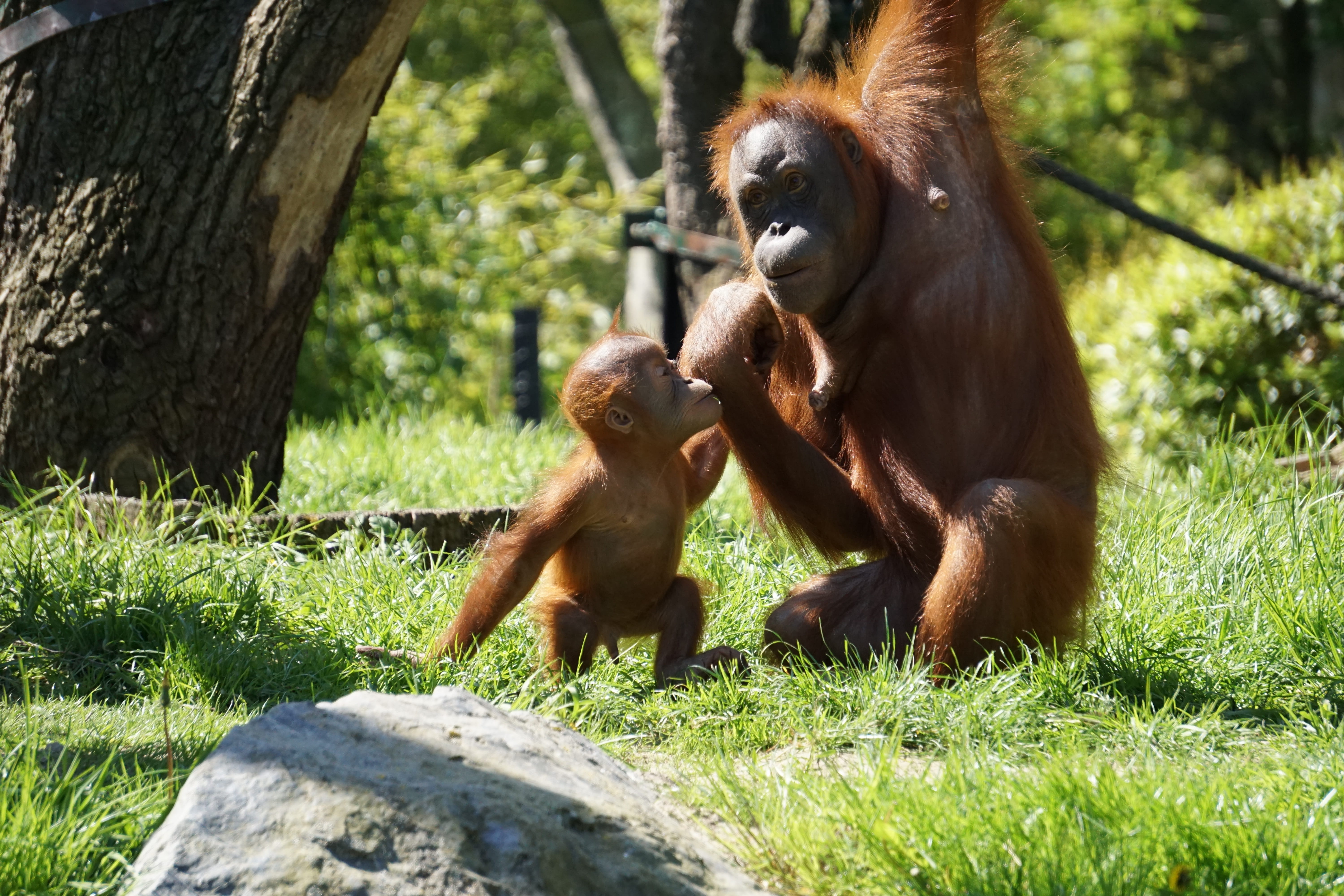 animals in the wild, outdoors, two animals, chimps, land, mammal, animal, grass, zoo, animal wildlife, young animal, 5K, monkey, animal family, day, care, HD Wallpaper