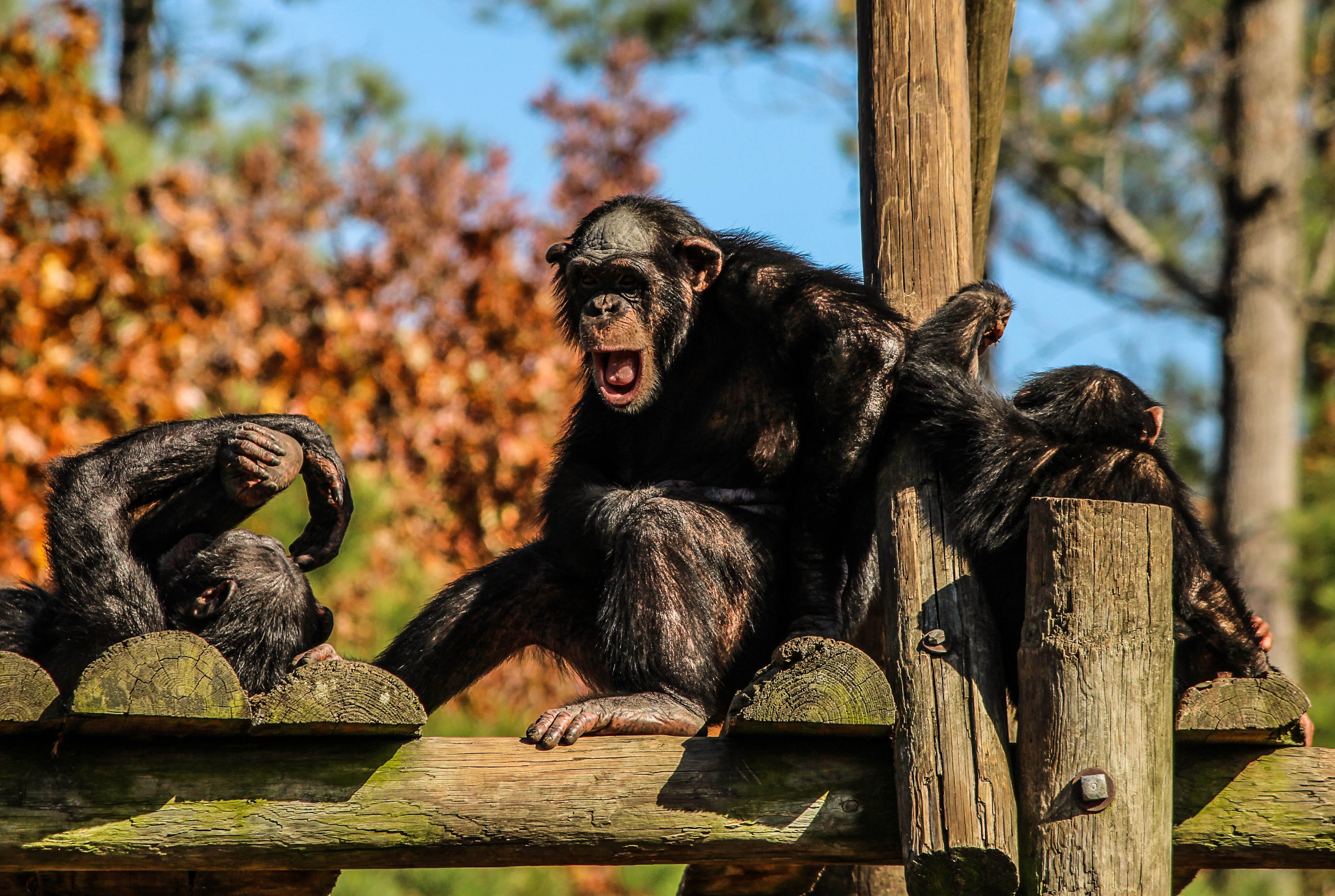 environment, monkey, chimpanzee, Chimp, animal wildlife, forest, ape, animal themes, nature, tree, wilderness, Family, Chimpanzees, 4K, mammal, day, hominidae, HD Wallpaper