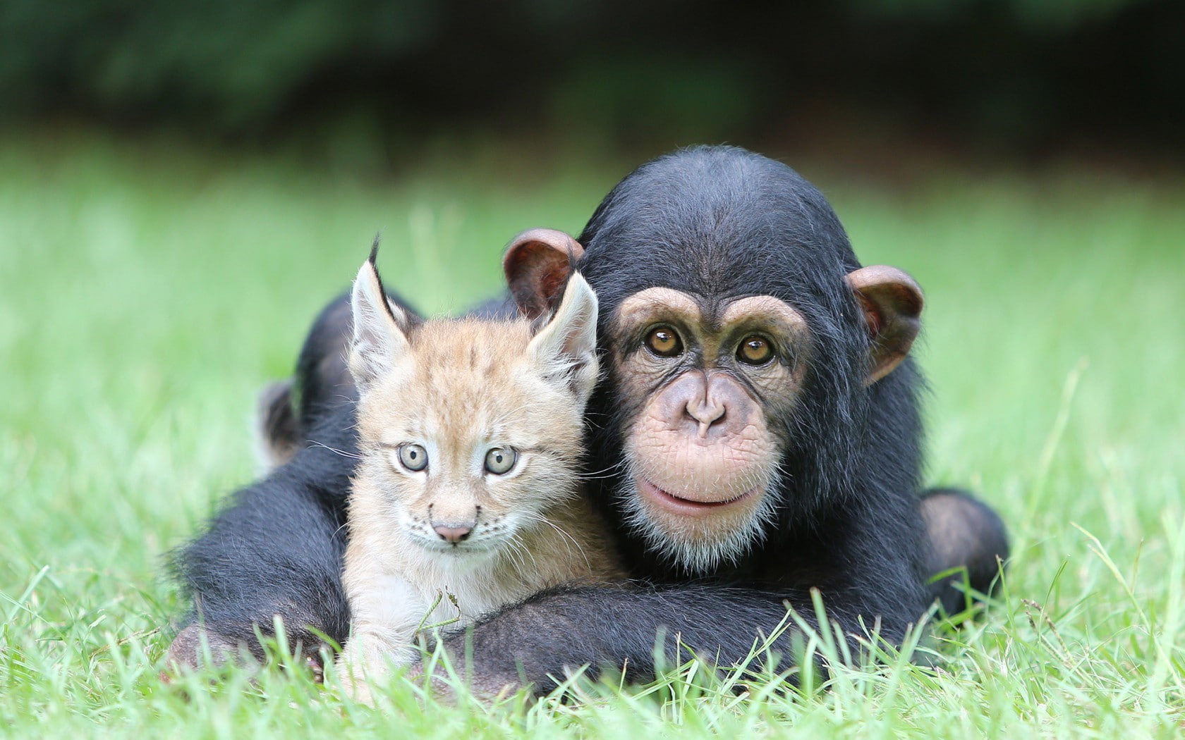 animal wildlife, Grass, nature, domestic, pets, 720P, togetherness, two animals, no people, animals in the wild, relaxation, Kids, animal family, Lynx, HD Wallpaper
