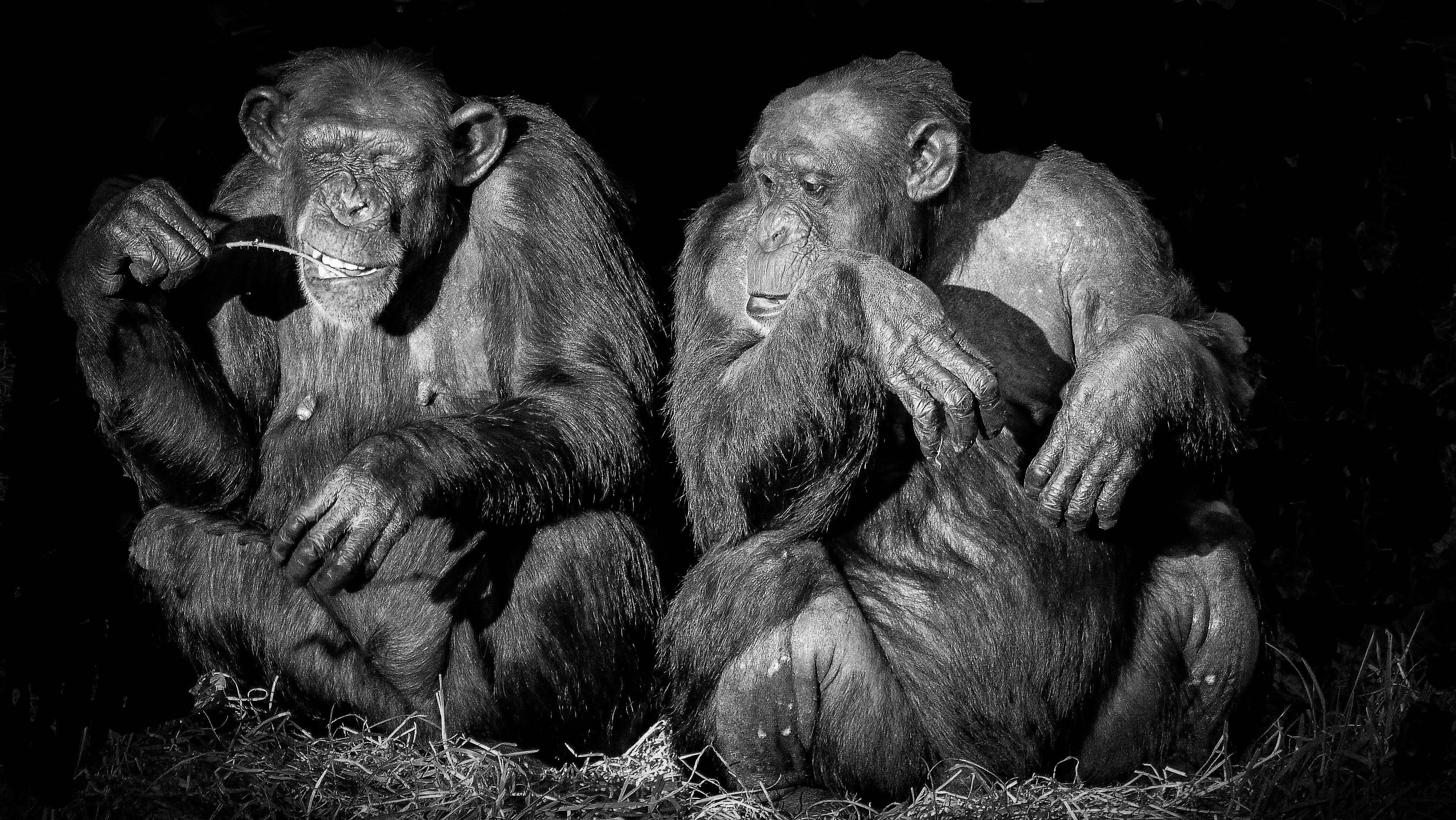 monkey, gorilla, black and white, zoo, 4K, monotone, group of animals, herbivorous, animals in the wild, animal family, vertebrate, no people, animal, HD Wallpaper