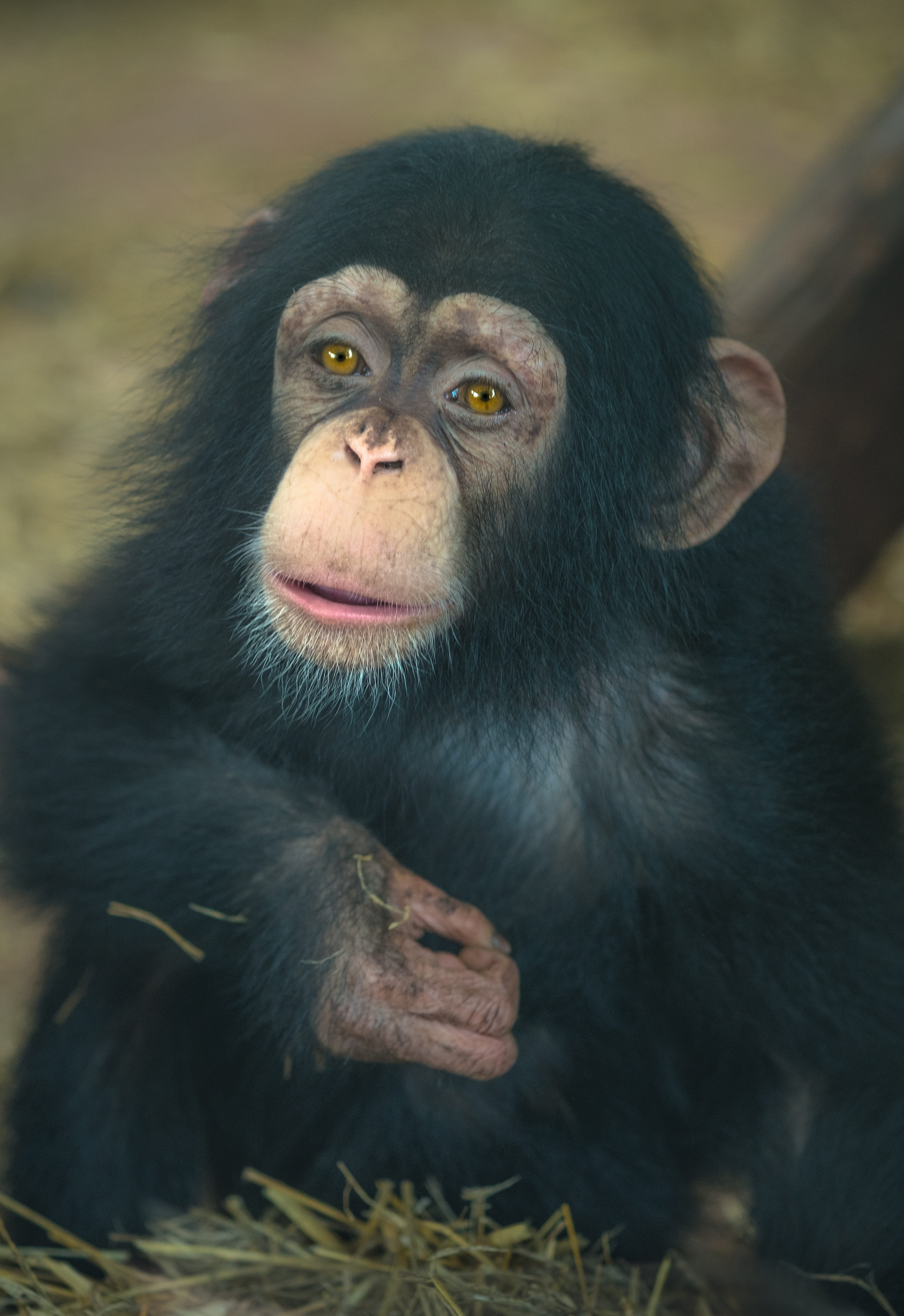 africa, primary, looking, outdoors, primate, looking at camera, baby, no people, vertebrate, look, ape, chimp, animals in the wild, portrait, one animal, Phone HD Wallpaper