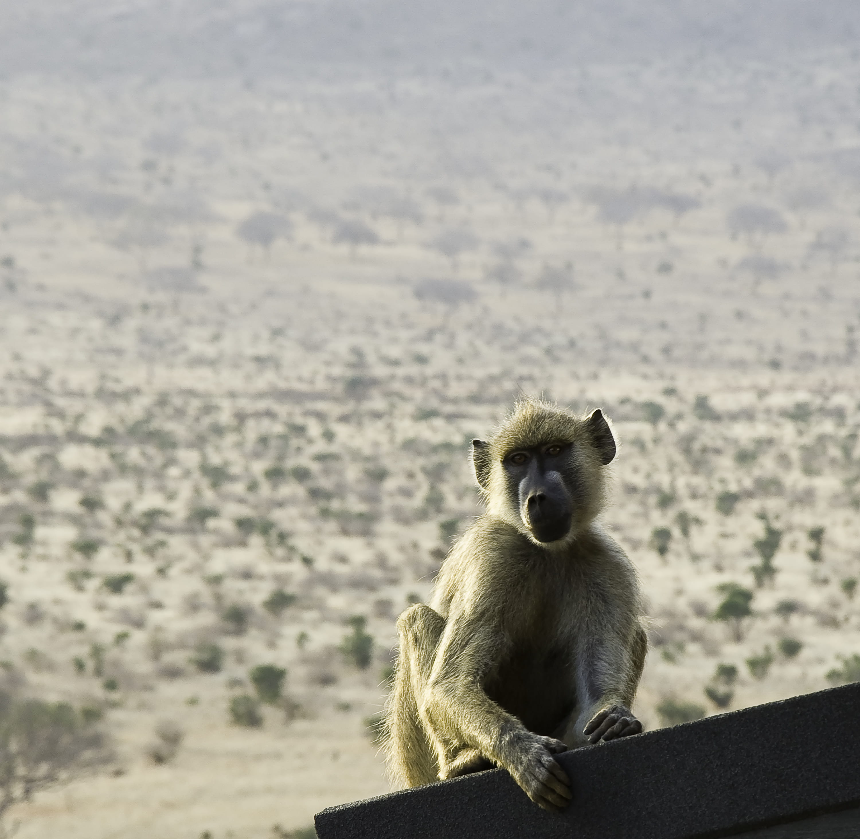 focus on foreground, animals in the wild, primate, monkey, land, chimp, rooftop, no people, 2K, day, portrait, tsavo, vertebrate, monkey family, animal wildlife, HD Wallpaper