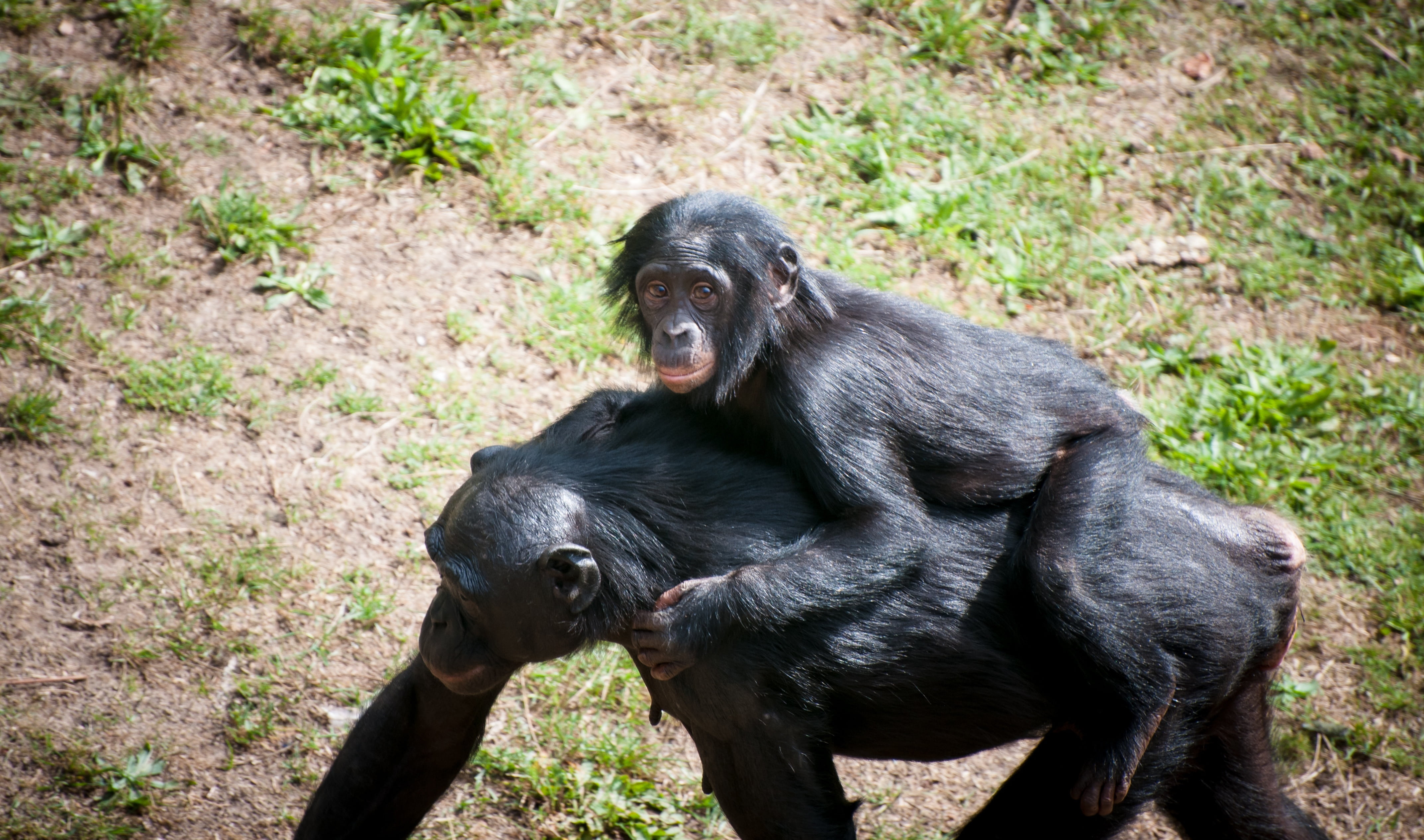 mother, wildlife, animal family, carrying, fur, ape, creature, family, chimpanzee, care, carry, young animal, animals In The Wild, baby, vertebrate, plant, HD Wallpaper