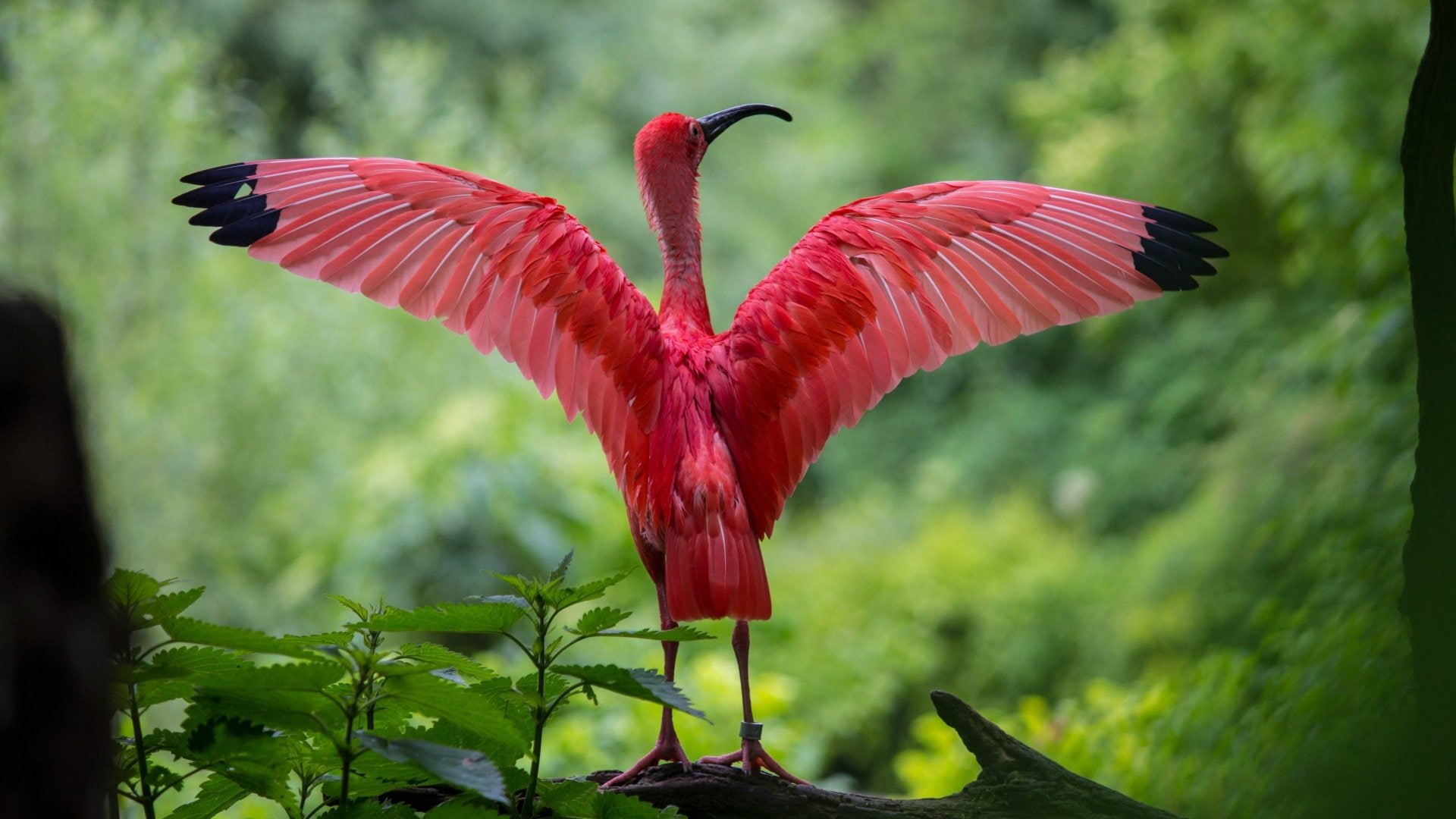 Pink, Ibis, Birds, Animal, Wings, Scarlet Ibis, Bird, 1080P, HD Wallpaper