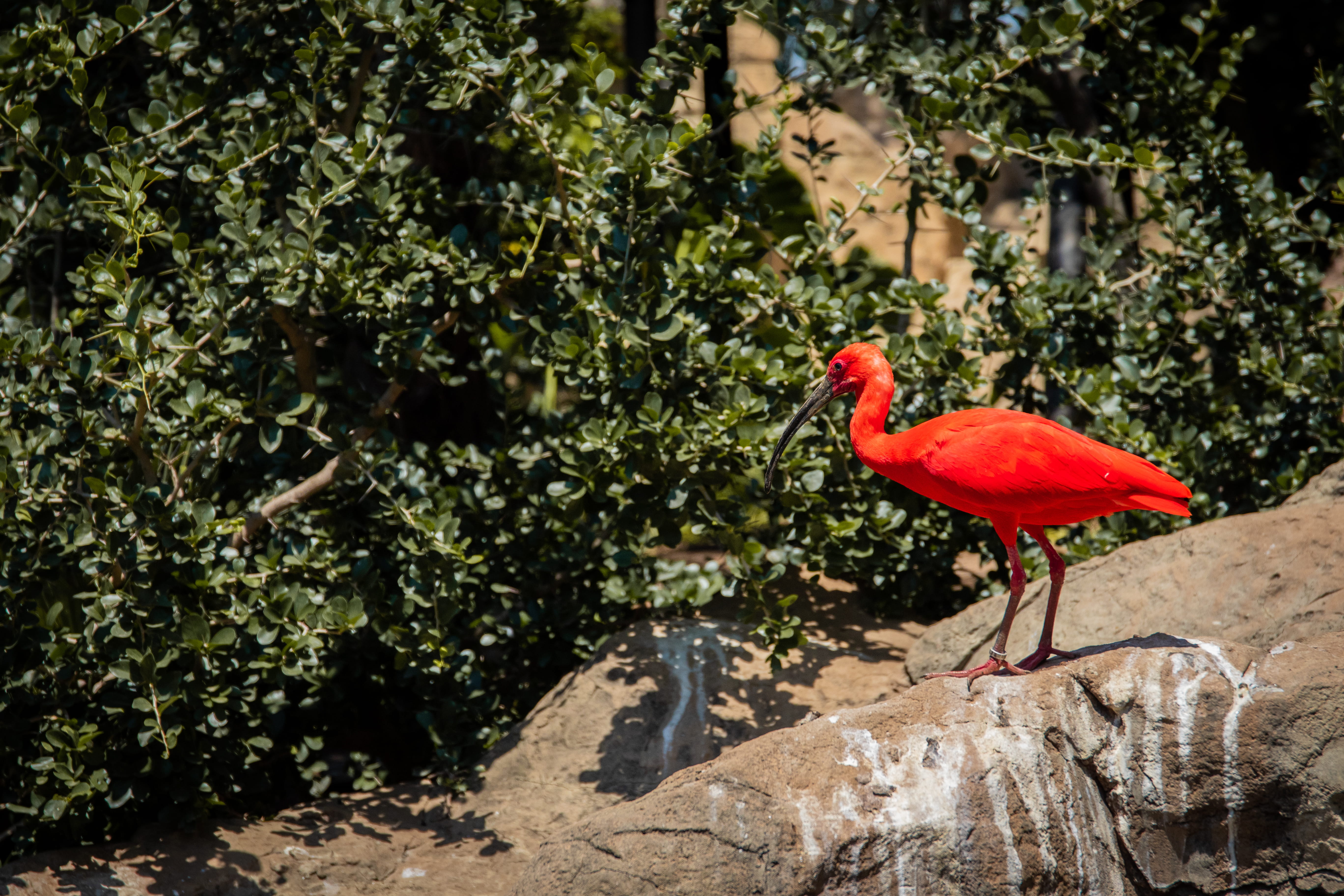 beauty in nature, one animal, vertebrate, tropical, scarlet, exotic, growth, feathers, rock - object, environment, perching, day, animals in the wild, plant, HD Wallpaper