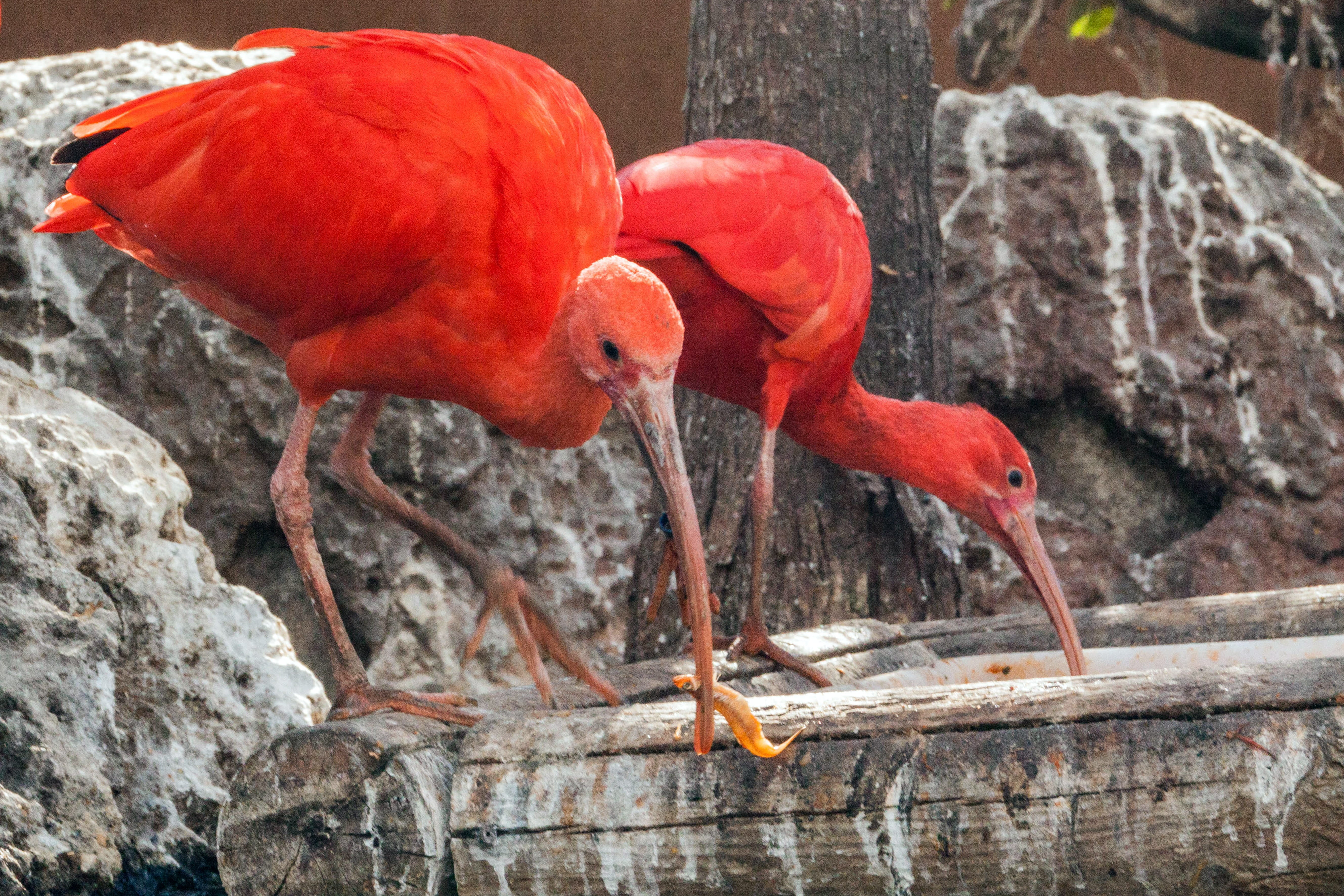 red, europe, two animals, birds, scarlet, animals in the wild, ibises, solid, vertebrate, animal, close-up, bird, day, water, group of animals, full length, HD Wallpaper