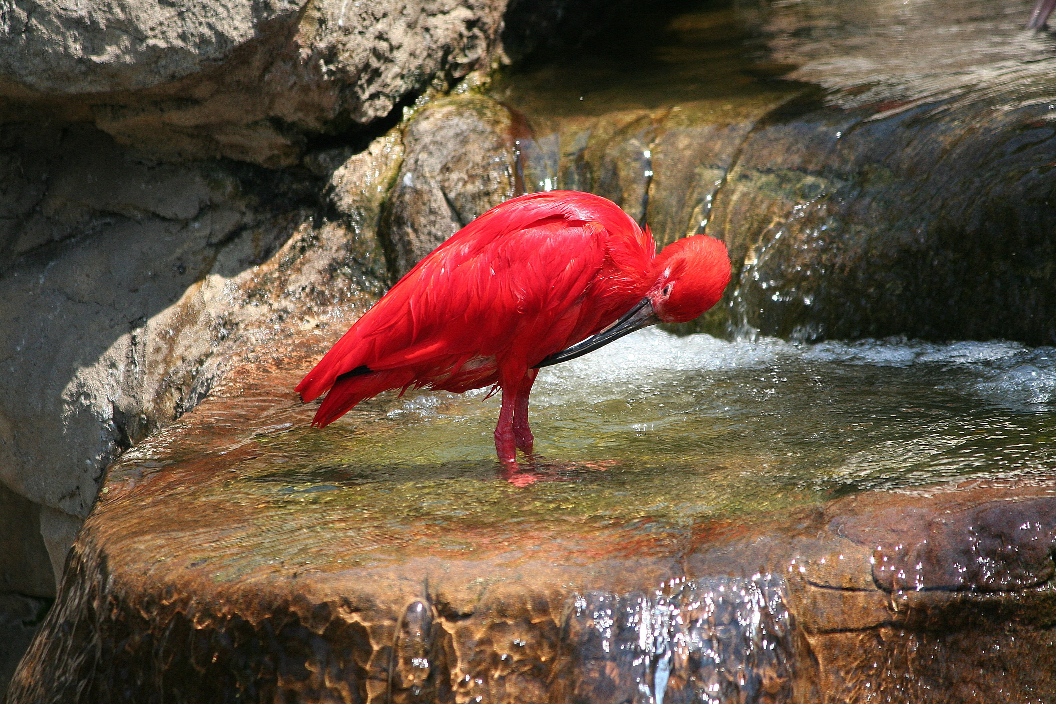 monte bird park sa, lake, rock - object, exotic nature, no people, vertebrate, animals in the wild, animal neck, day, red, animal, scarlet ibis, outdoors, HD Wallpaper