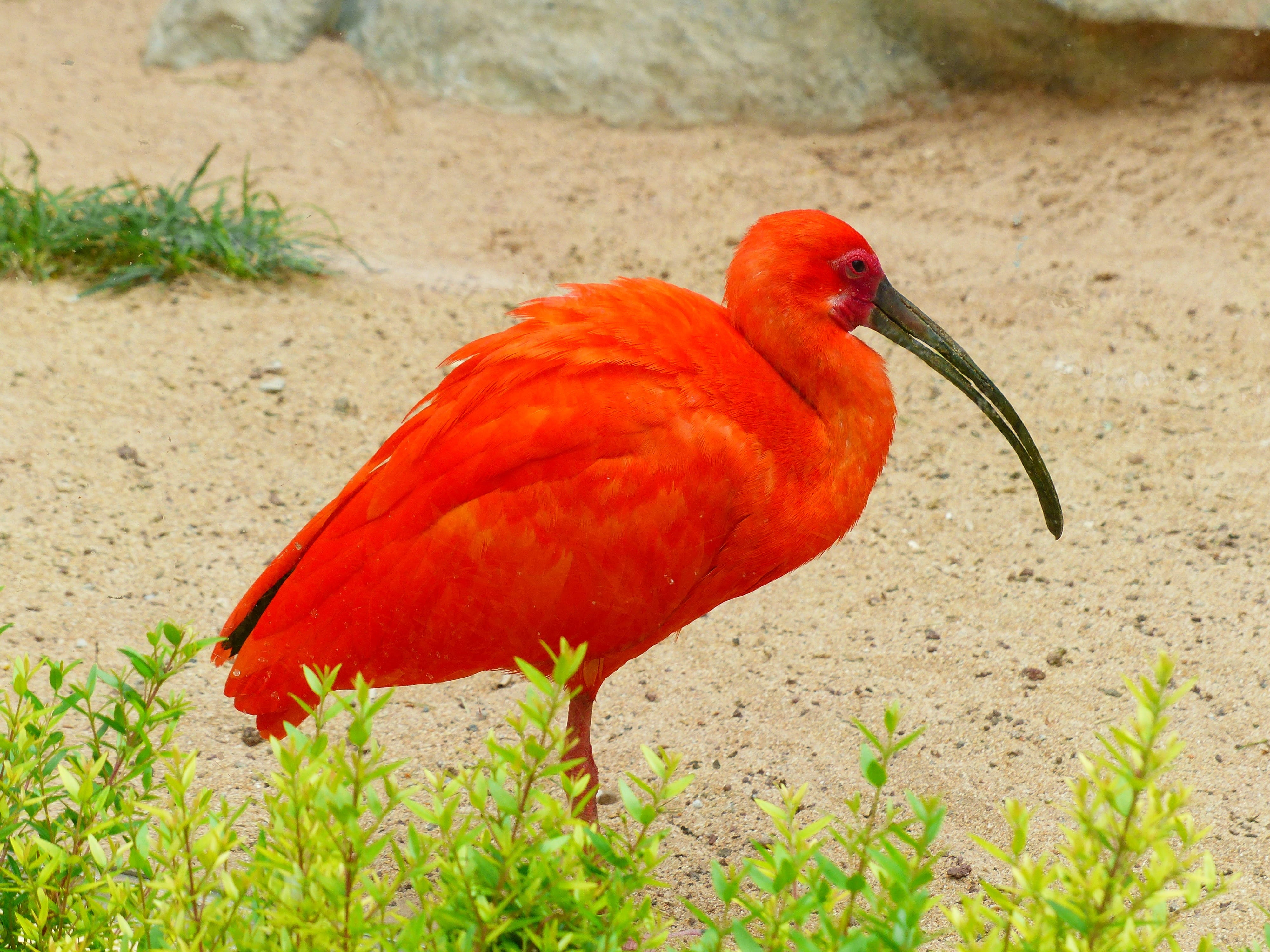 vertebrate, colorful, löffler, one animal, 4K, nature, focus on foreground, Scarlet Ibis, land, wildlife, plant, Bird, day, long beak, tropical Climate, HD Wallpaper