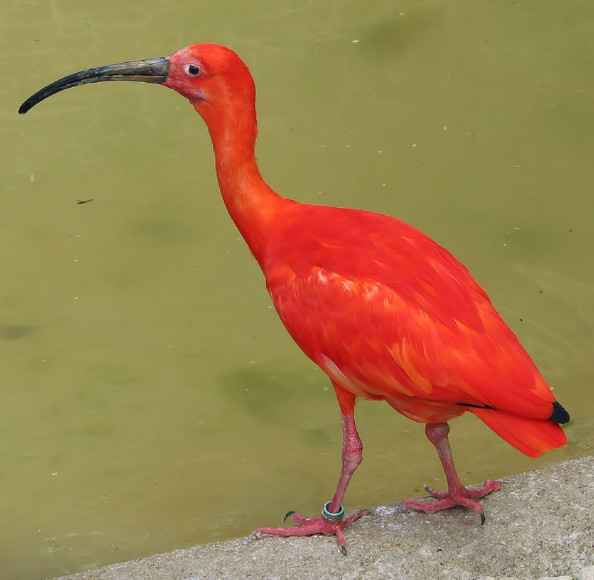 feather, no people, animals in the wild, Nature, day, animal, Scarlet, animal wildlife, wading, Bird, animal neck, colorful, focus on foreground, 1080P, HD Wallpaper