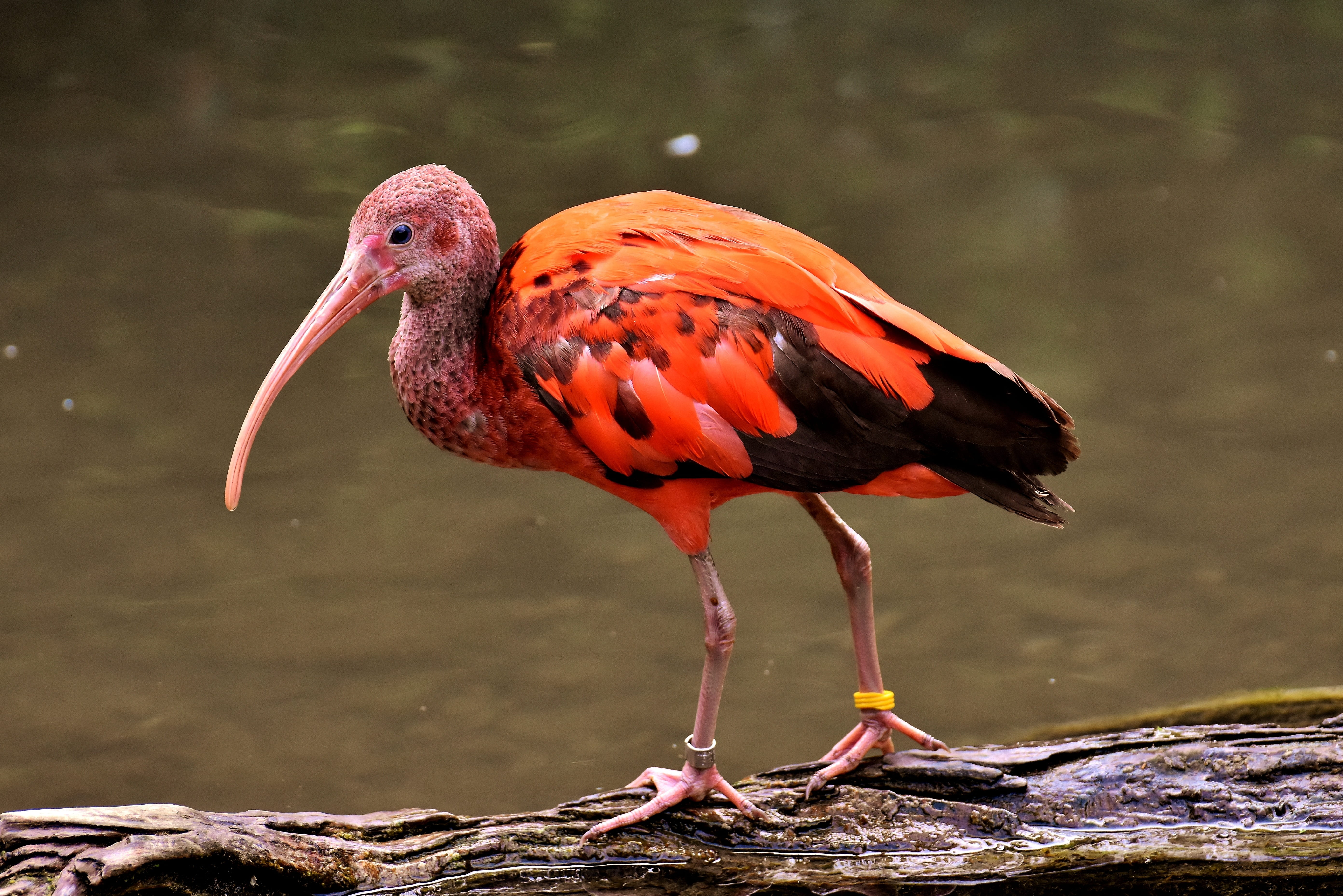 focus on foreground, black, animals in the wild, eudocimus ruber scarlet ibis, lake, photo, orange, red ibis, outdoors, animal themes, day, scarlet ibis, HD Wallpaper