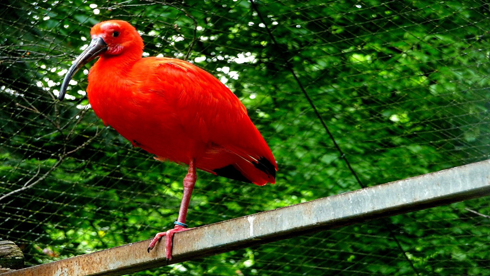Birds, Scarlet Ibis, 1080P, HD Wallpaper