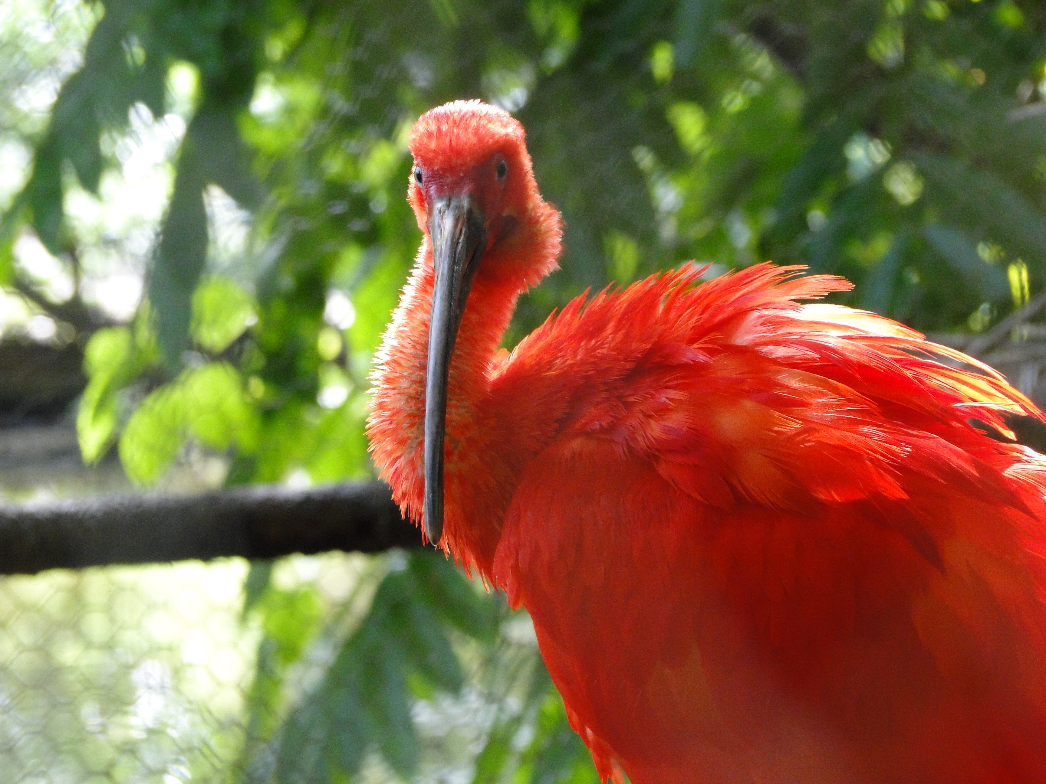 wildlife, animal wildlife, vertebrate, animal, day, animals in the wild, nature, red, close-up, scarlet macaw, plant, tree, outdoors, no people, parrot, HD Wallpaper