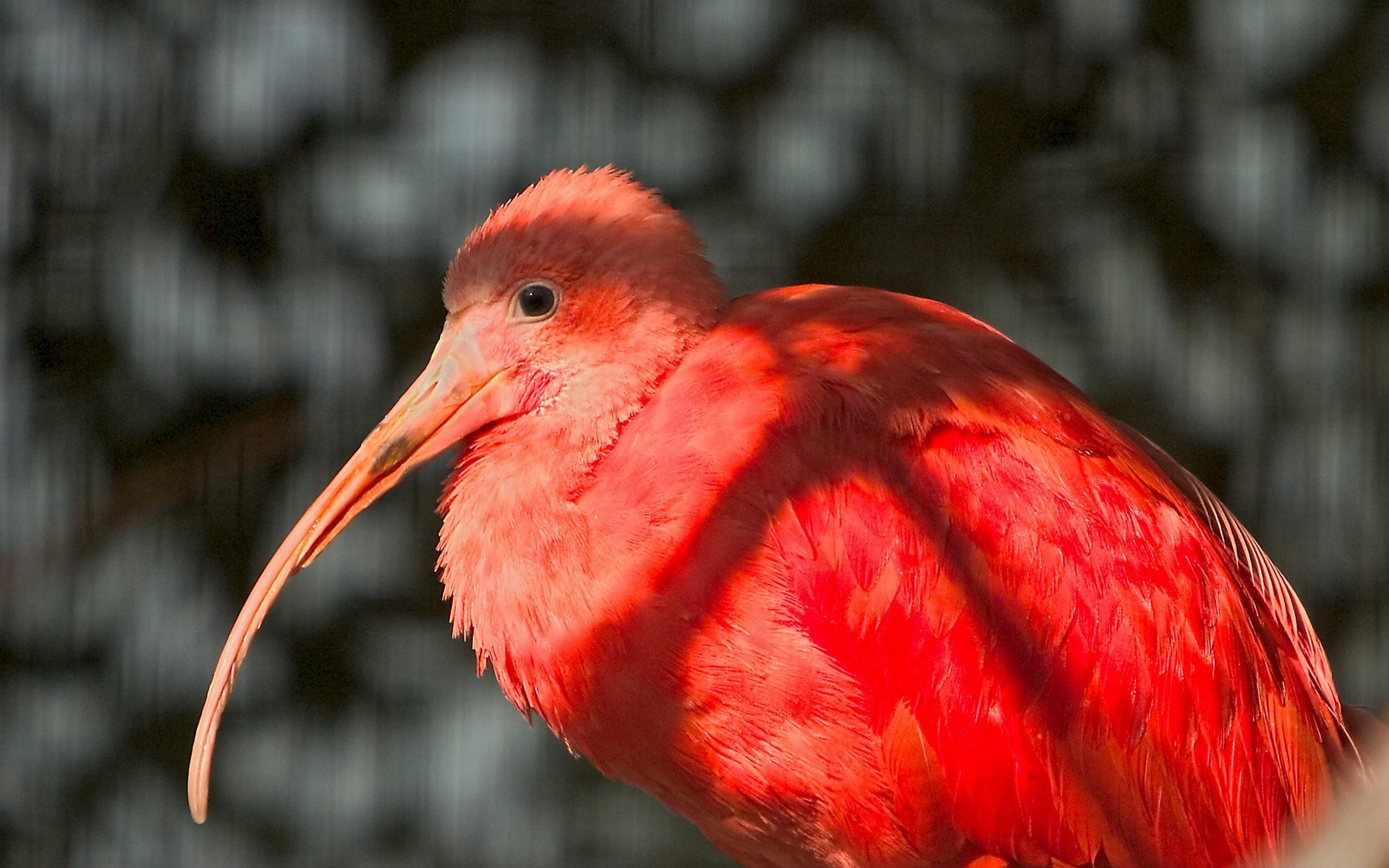 animals in the wild, ibis, animal wildlife, beak, feather, vertebrate, focus on foreground, animal head, close-up, outdoors, red, bird, profile view, animal eye, HD Wallpaper