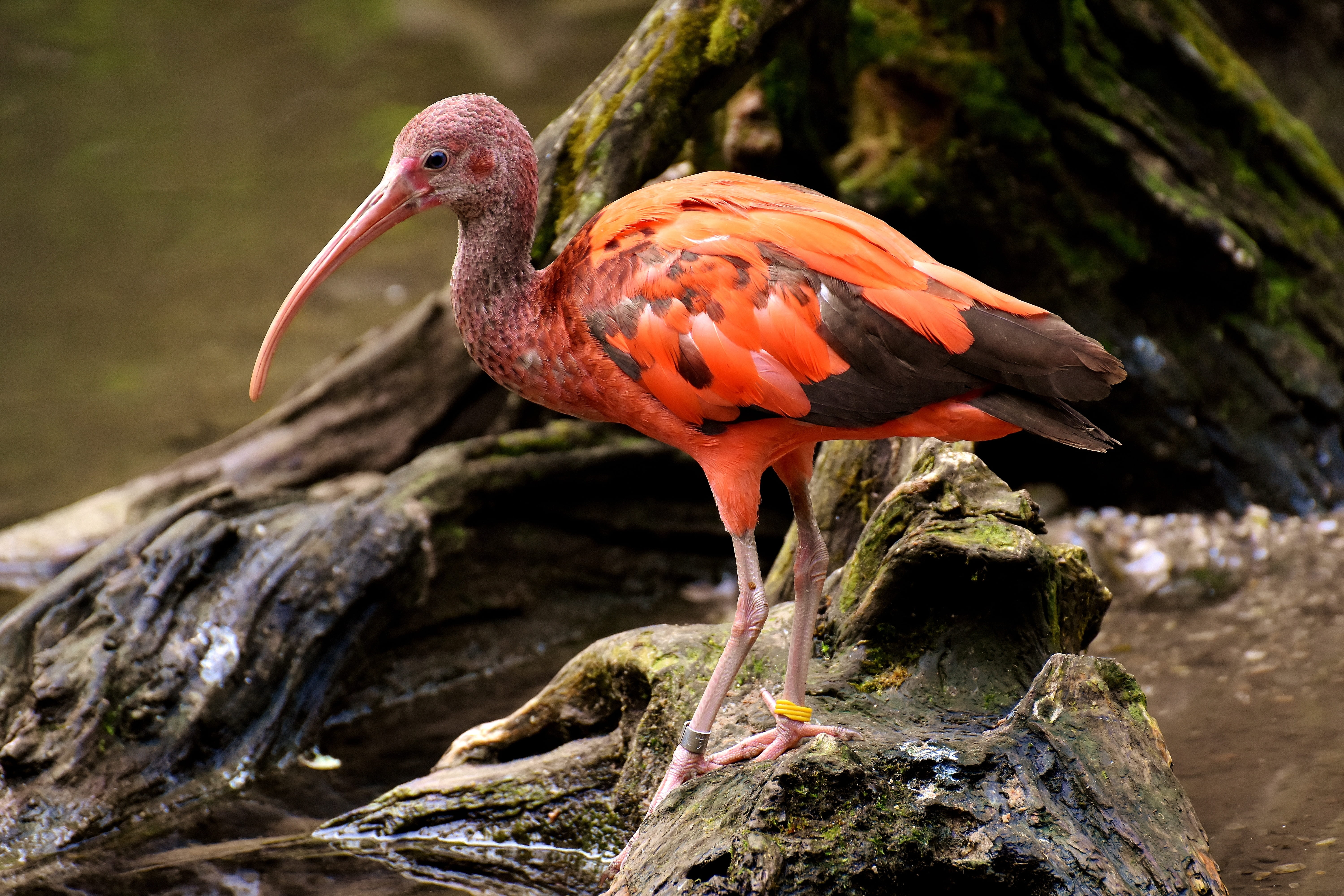 wood - material, beak, zoo, perching, animal, focus on foreground, plant, animal themes, rock, outdoors, day, tierpark hellabrunn, red ibis, one animal, HD Wallpaper