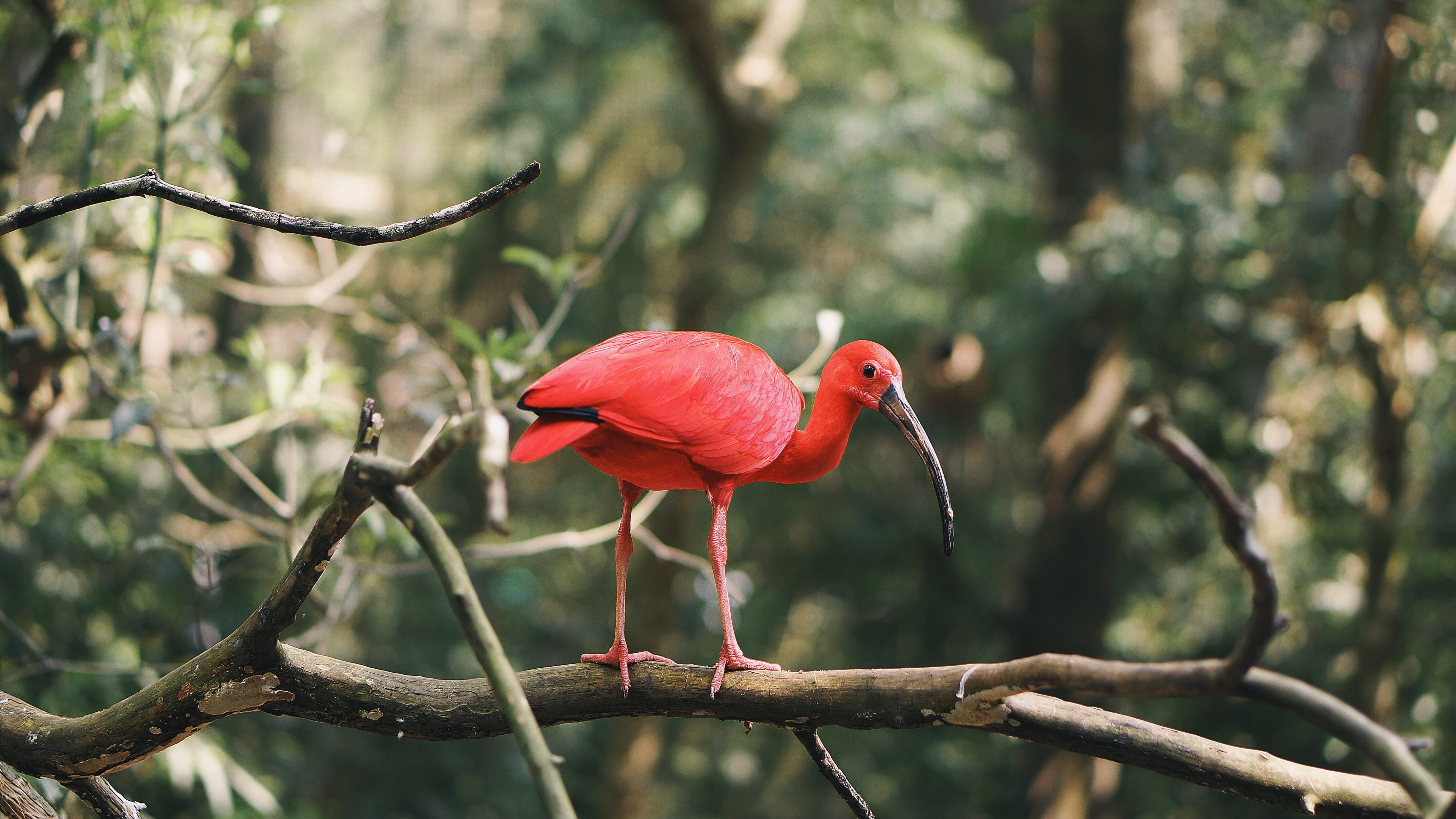 red, tree, perching, branches, animals in the wild, one animal, scarlet ibis, animal wildlife, ibis, perched, outdoors, rainforest, animal body part, branch, HD Wallpaper